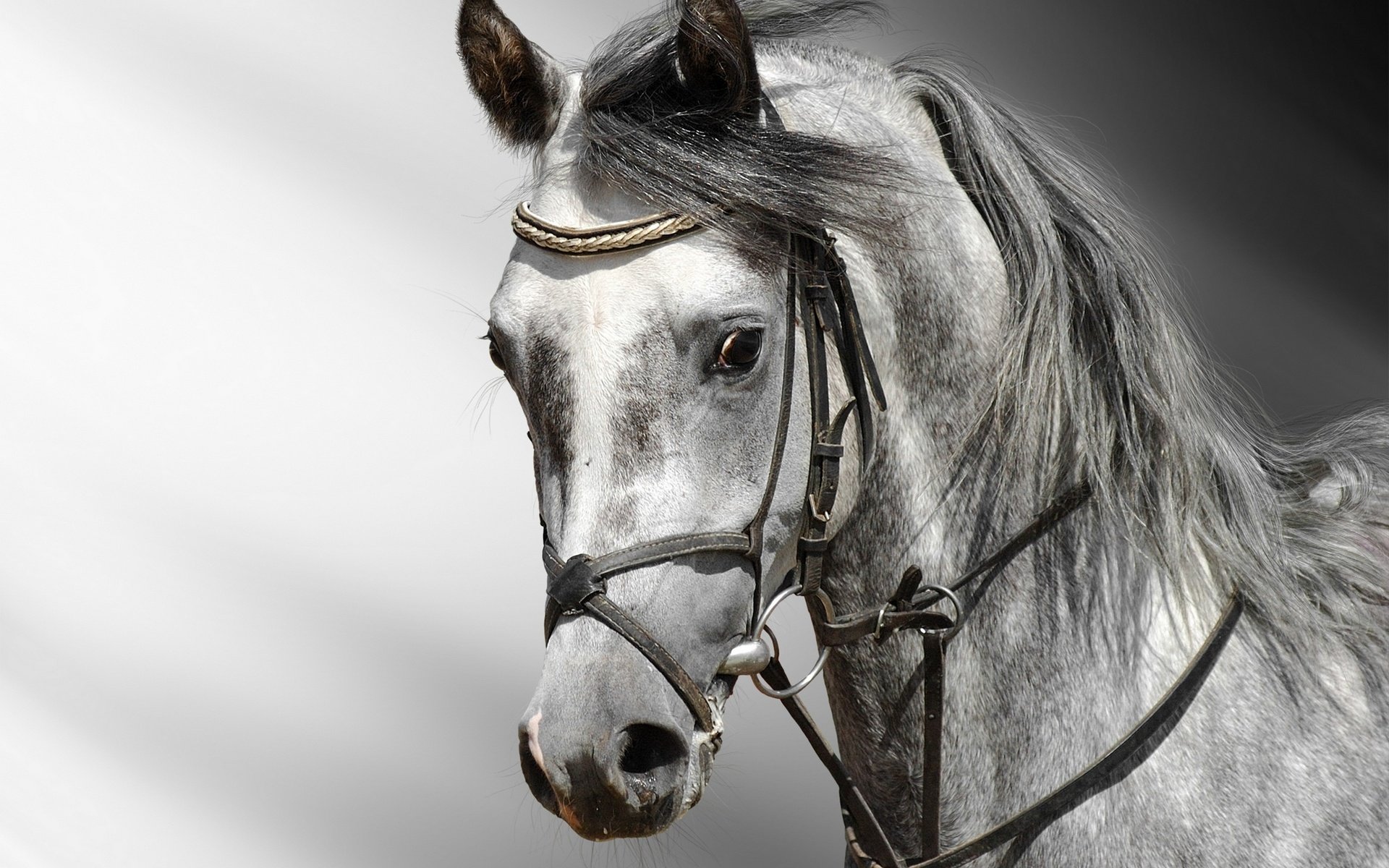 Обои глаза, лошадь, конь, голова, башка, взор, eyes, horse, head разрешение 3000x2421 Загрузить