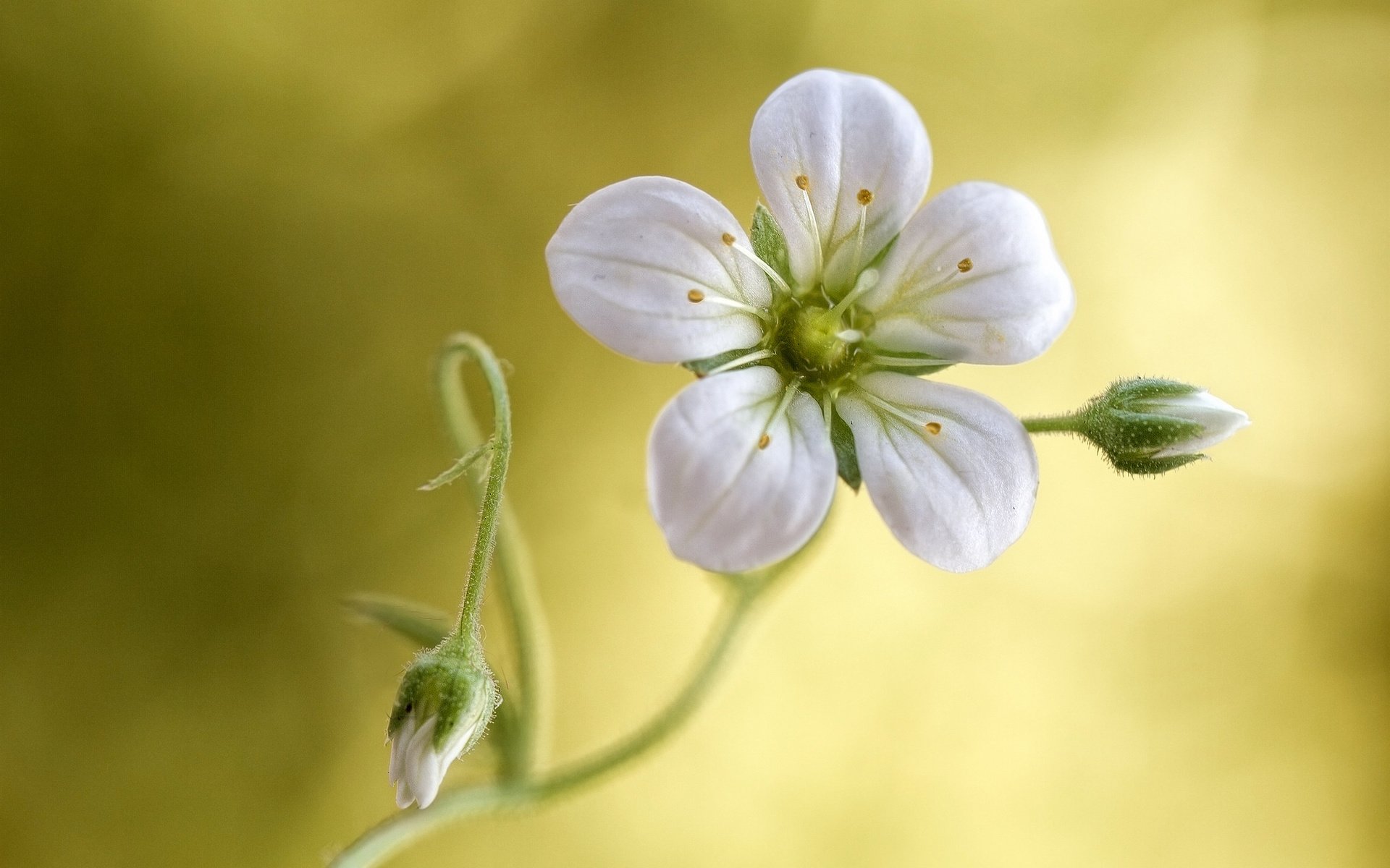 Обои фон, цветок, лепесток, стебель, камнеломка, тычинка, background, flower, petal, stem, saxifrage, stamen разрешение 2048x1366 Загрузить