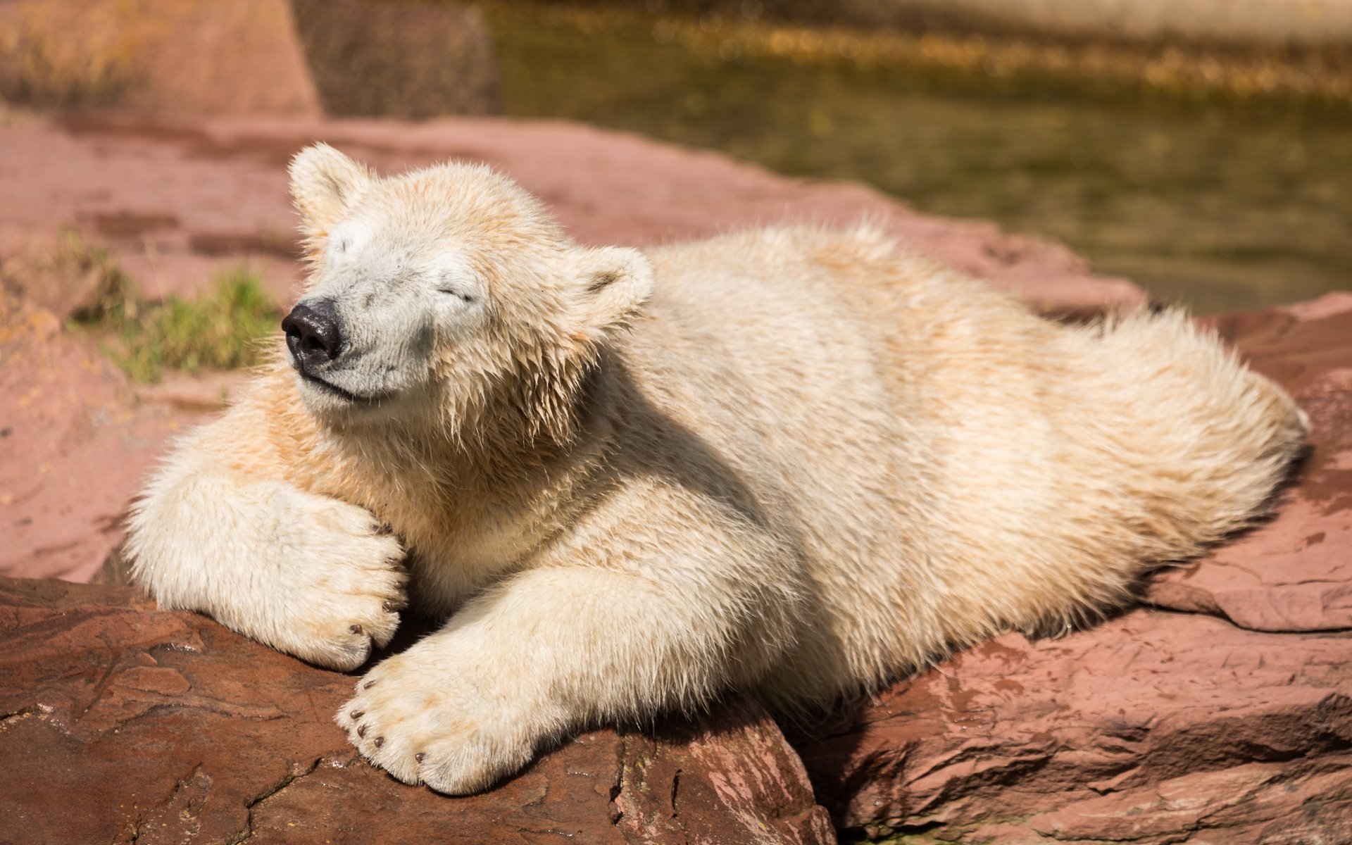 Обои природа, фон, медведь, белый, nature, background, bear, white разрешение 2880x1920 Загрузить