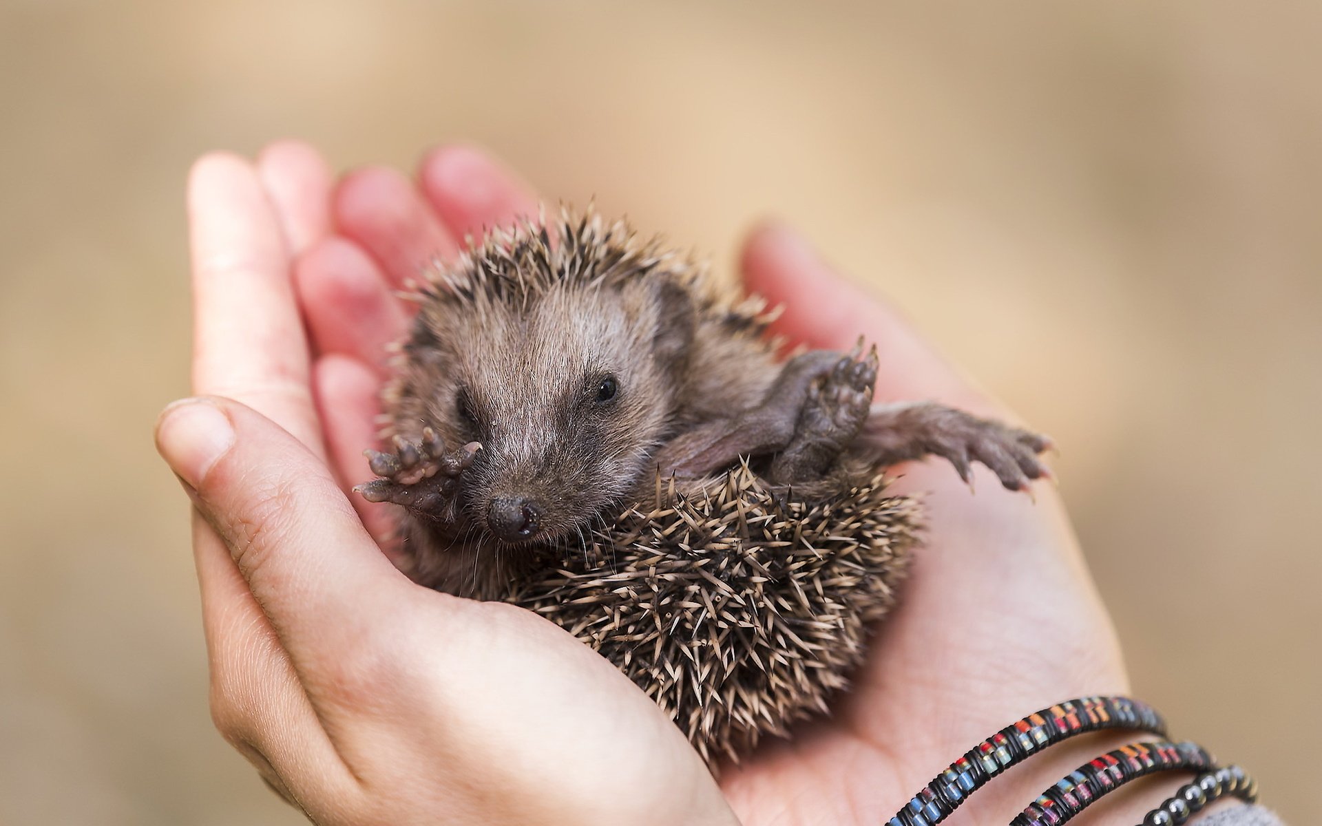 Обои глаза, лапы, руки, нос, ежик, еж, eyes, paws, hands, nose, hedgehog разрешение 2047x1258 Загрузить