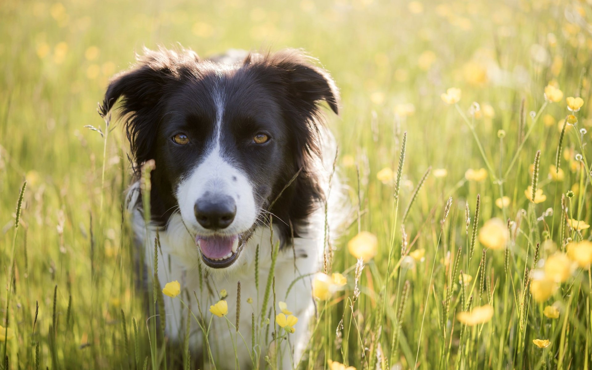 Обои цветы, лето, собака, луг, бордер-колли, flowers, summer, dog, meadow, the border collie разрешение 2048x1367 Загрузить