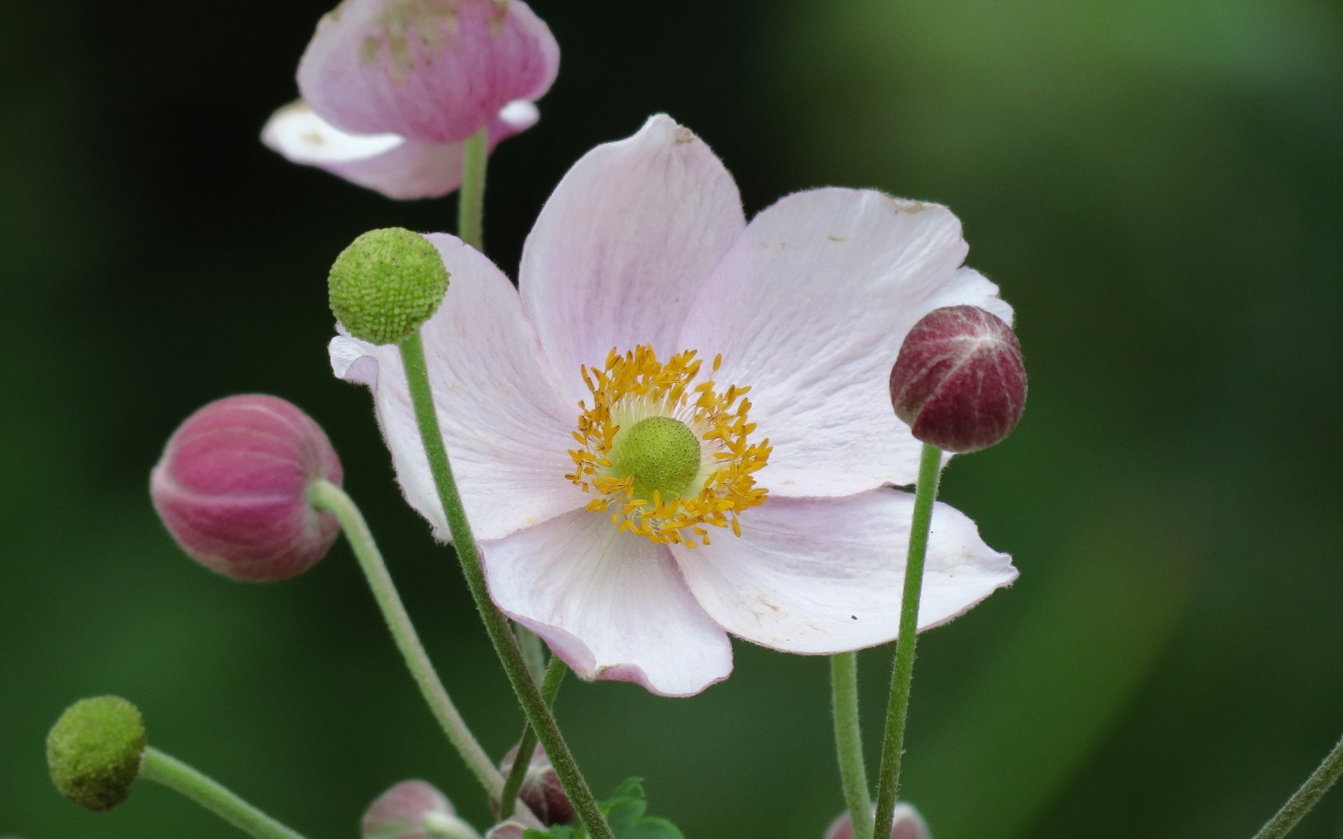 Обои белые лепестки, anemone hupehensis, японский анемон, white petals, japanese anemone разрешение 4000x3000 Загрузить