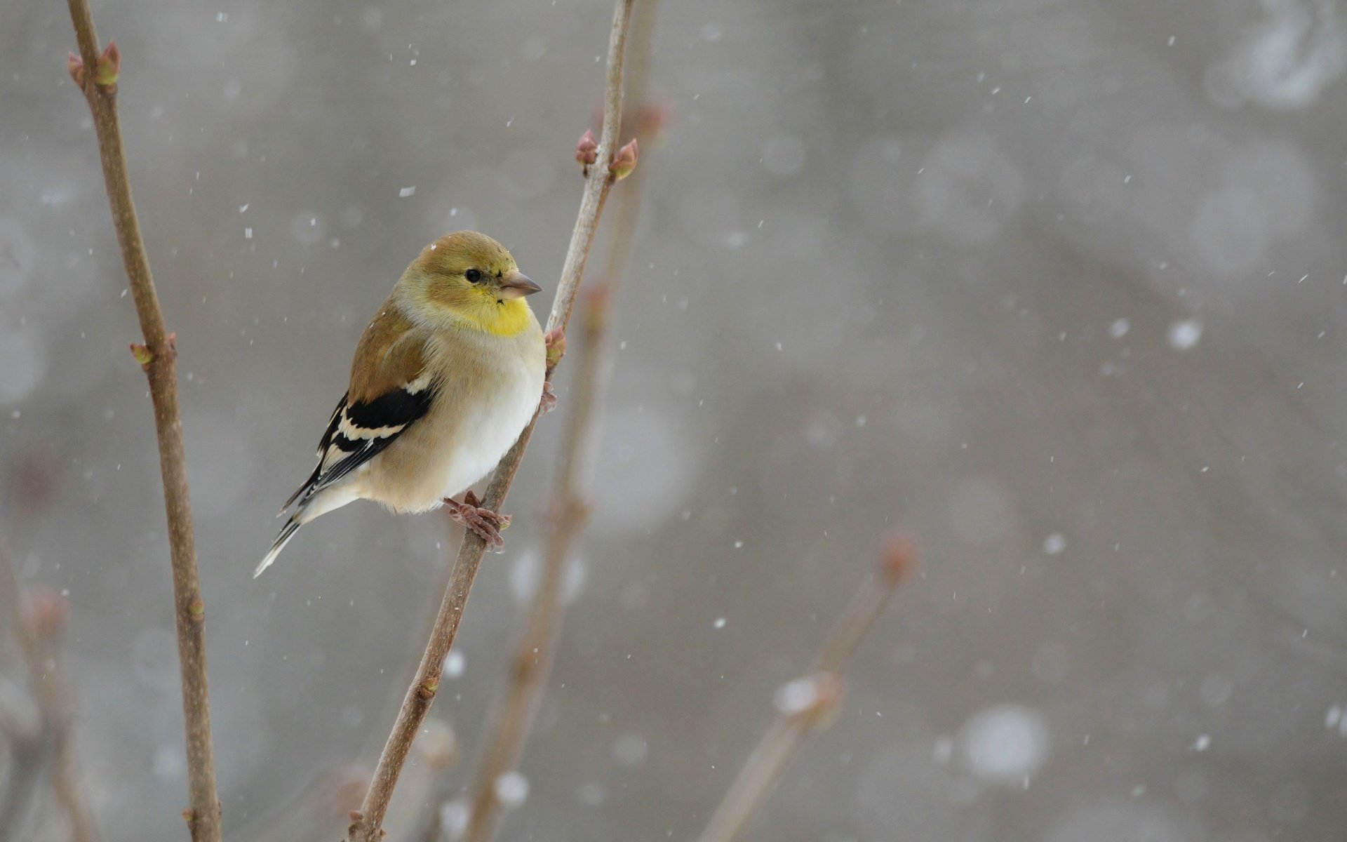 Обои снег, зима, птица, snowing, птаха, snow, winter, bird разрешение 5522x3628 Загрузить