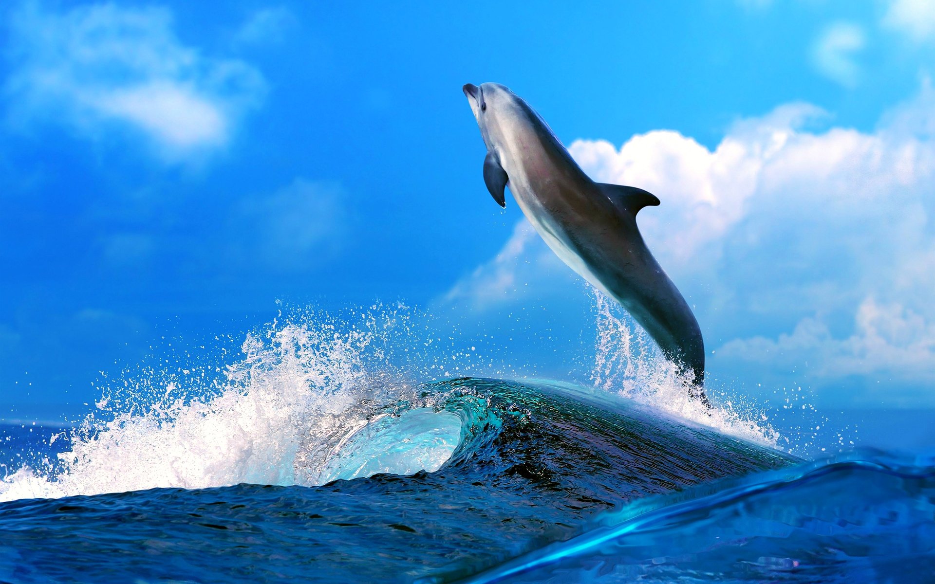 Обои небо, вода, море, животные, океан, голубая, голубое, дельфин, the sky, water, sea, animals, the ocean, blue, dolphin разрешение 4000x2512 Загрузить