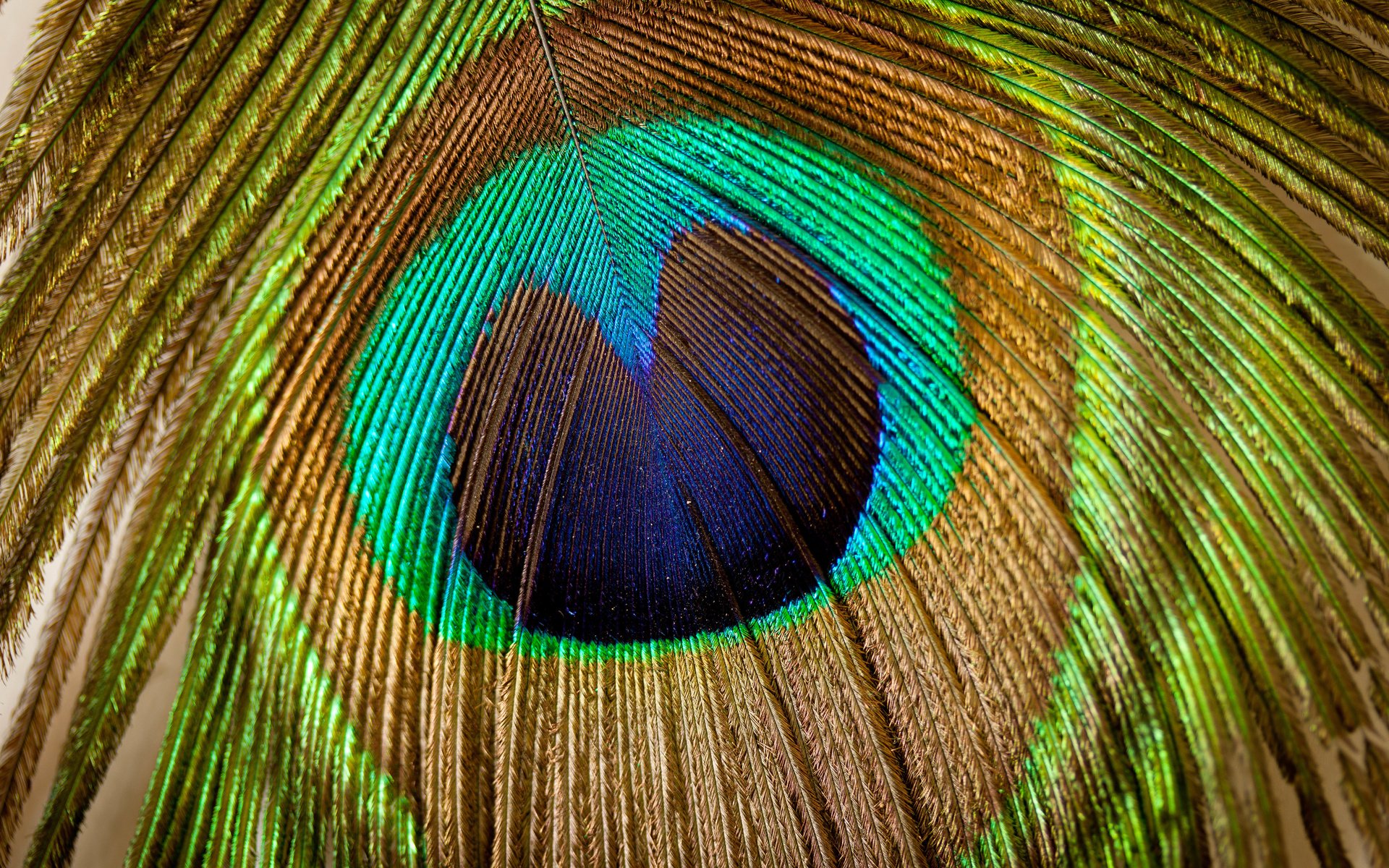 Обои текстуры, узоры, красиво, перья павлина, texture, patterns, beautiful, peacock feathers разрешение 7733x5155 Загрузить