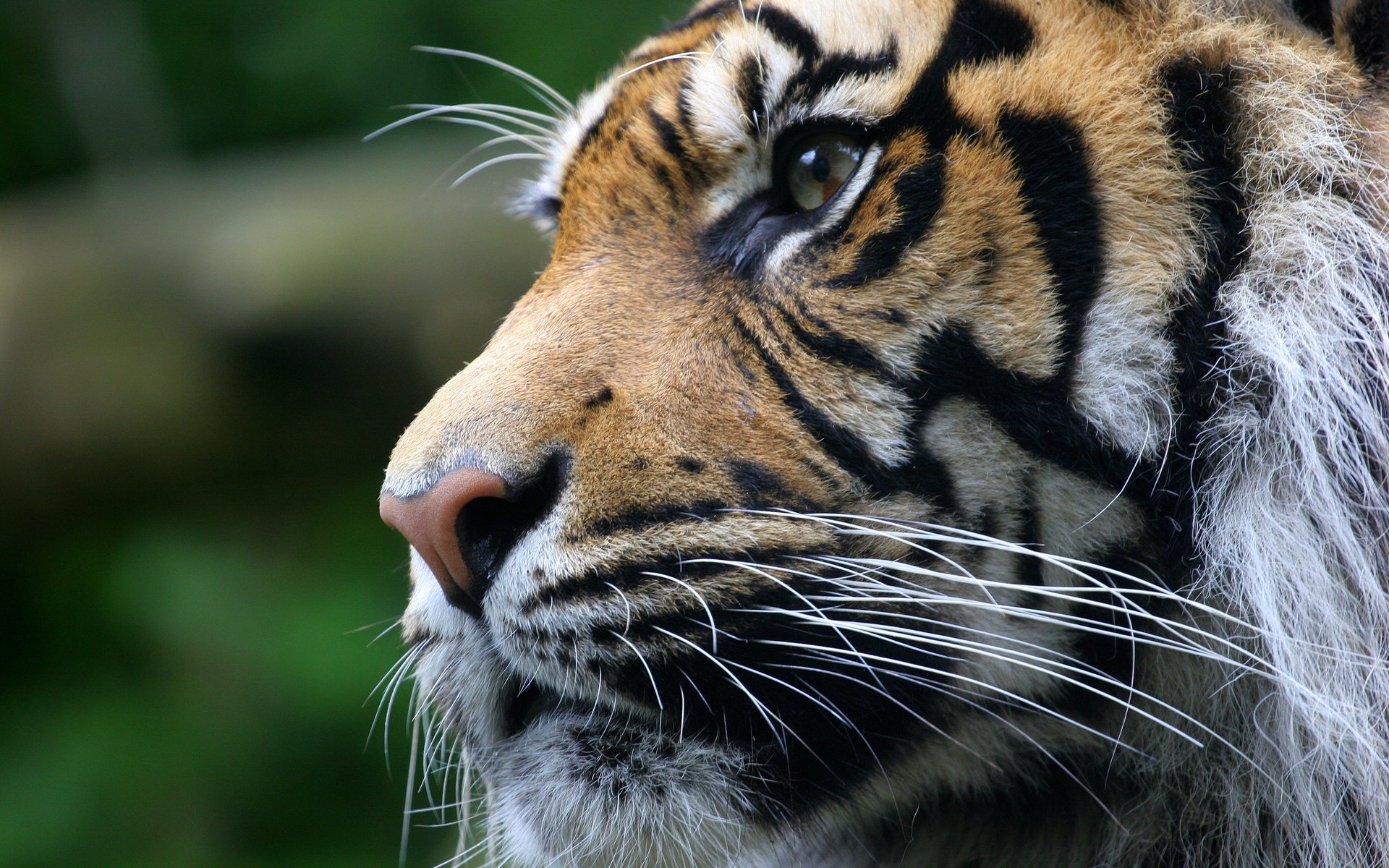 Обои тигр, морда, взгляд, хищник, животное, tiger, face, look, predator, animal разрешение 3504x2336 Загрузить