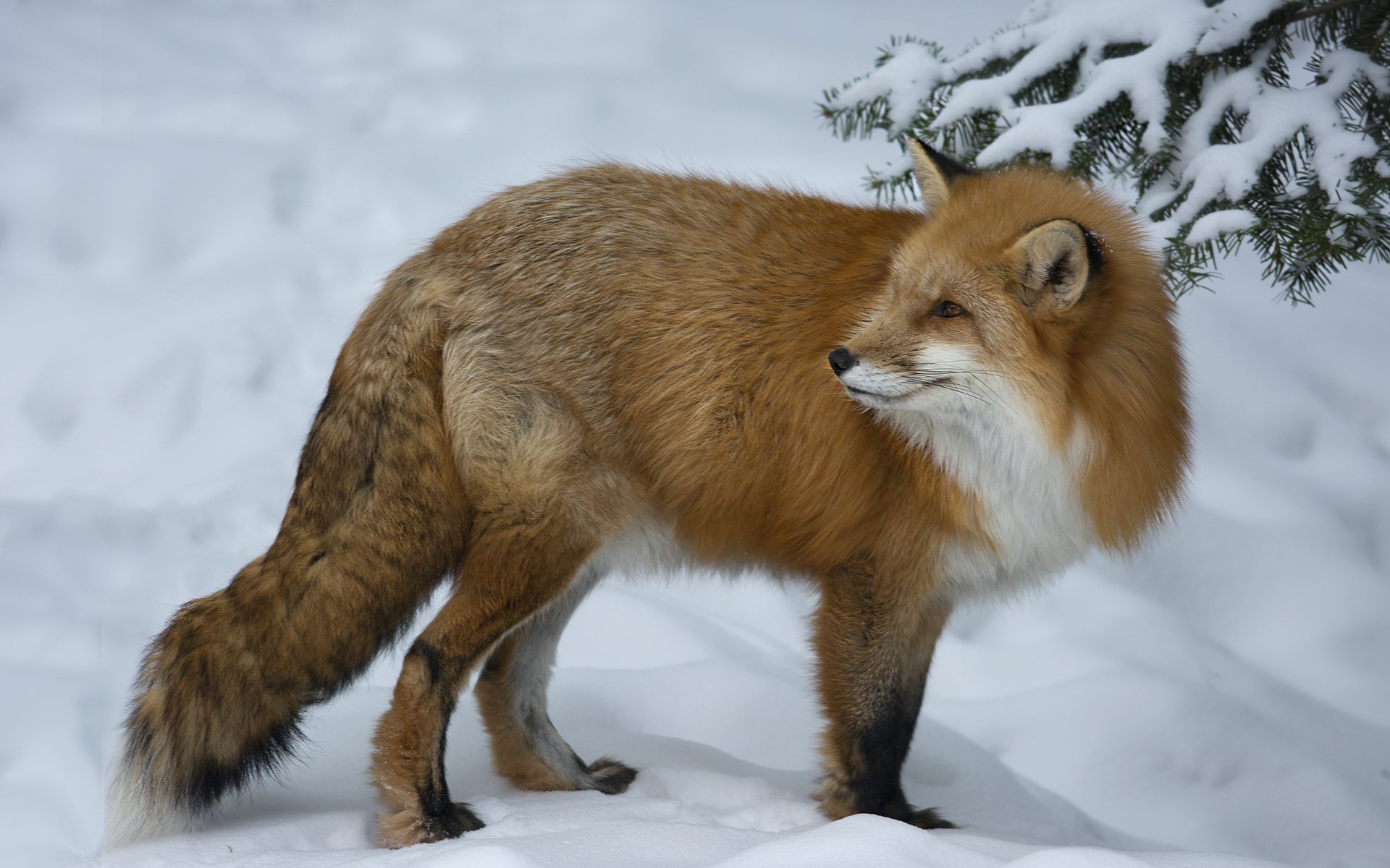 Обои снег, зима, взгляд, рыжая, лиса, лисица, животное, мах, snow, winter, look, red, fox, animal, max разрешение 2048x1365 Загрузить