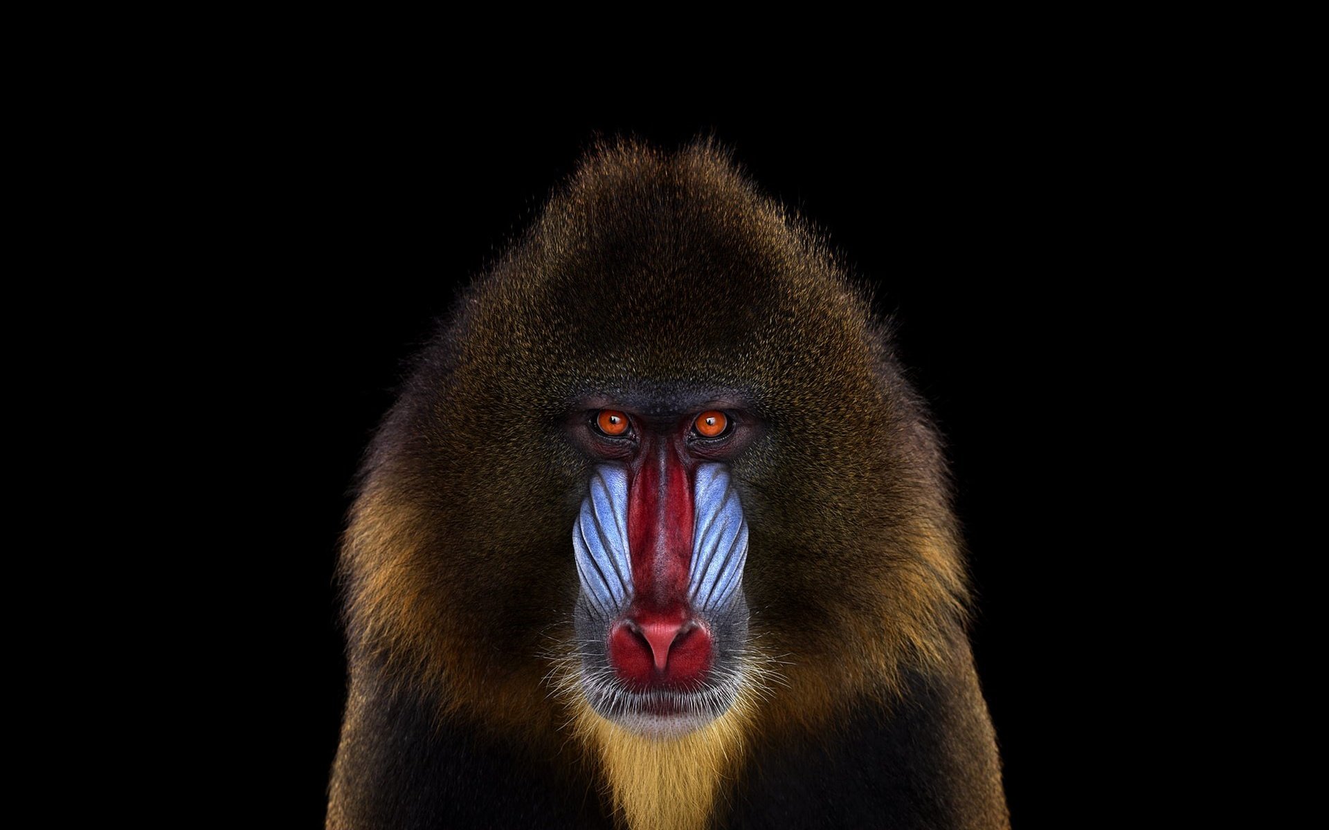 Обои фон, взгляд, обезьяна, мандрил, background, look, monkey, mandrill разрешение 1920x1288 Загрузить