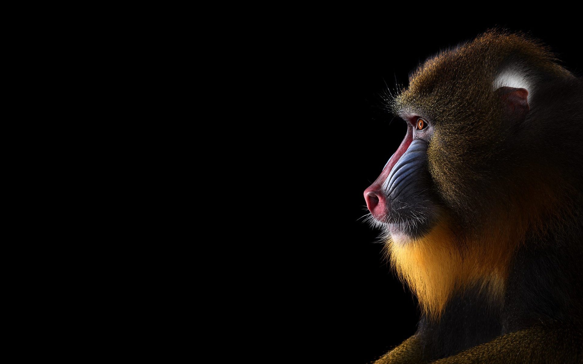 Обои фон, взгляд, обезьяна, мандрил, background, look, monkey, mandrill разрешение 1920x1288 Загрузить
