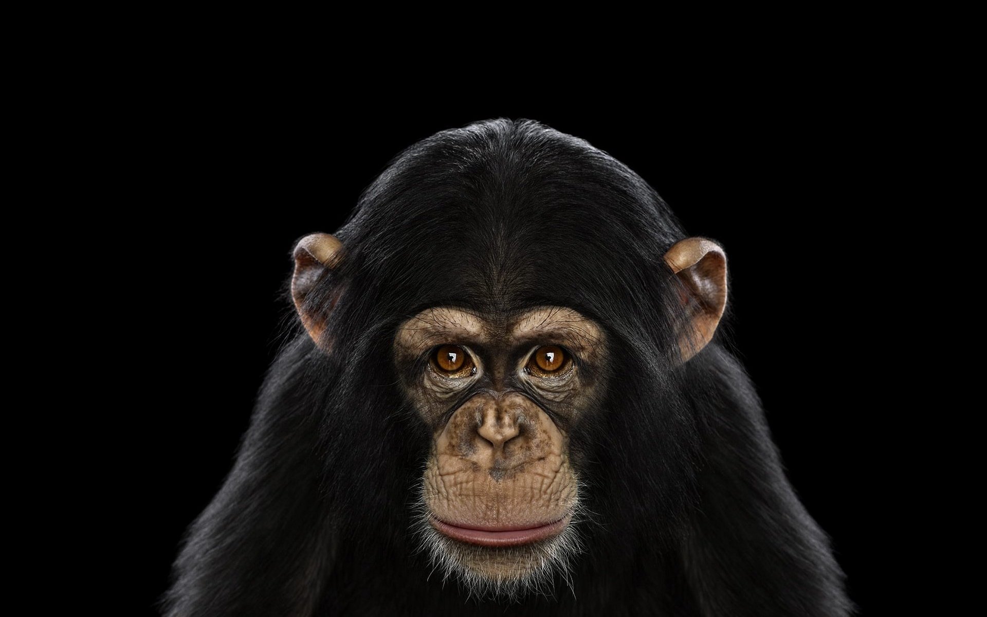 Обои фон, взгляд, обезьяна, шимпанзе, chimpanzee, background, look, monkey, chimpanzees разрешение 1920x1288 Загрузить