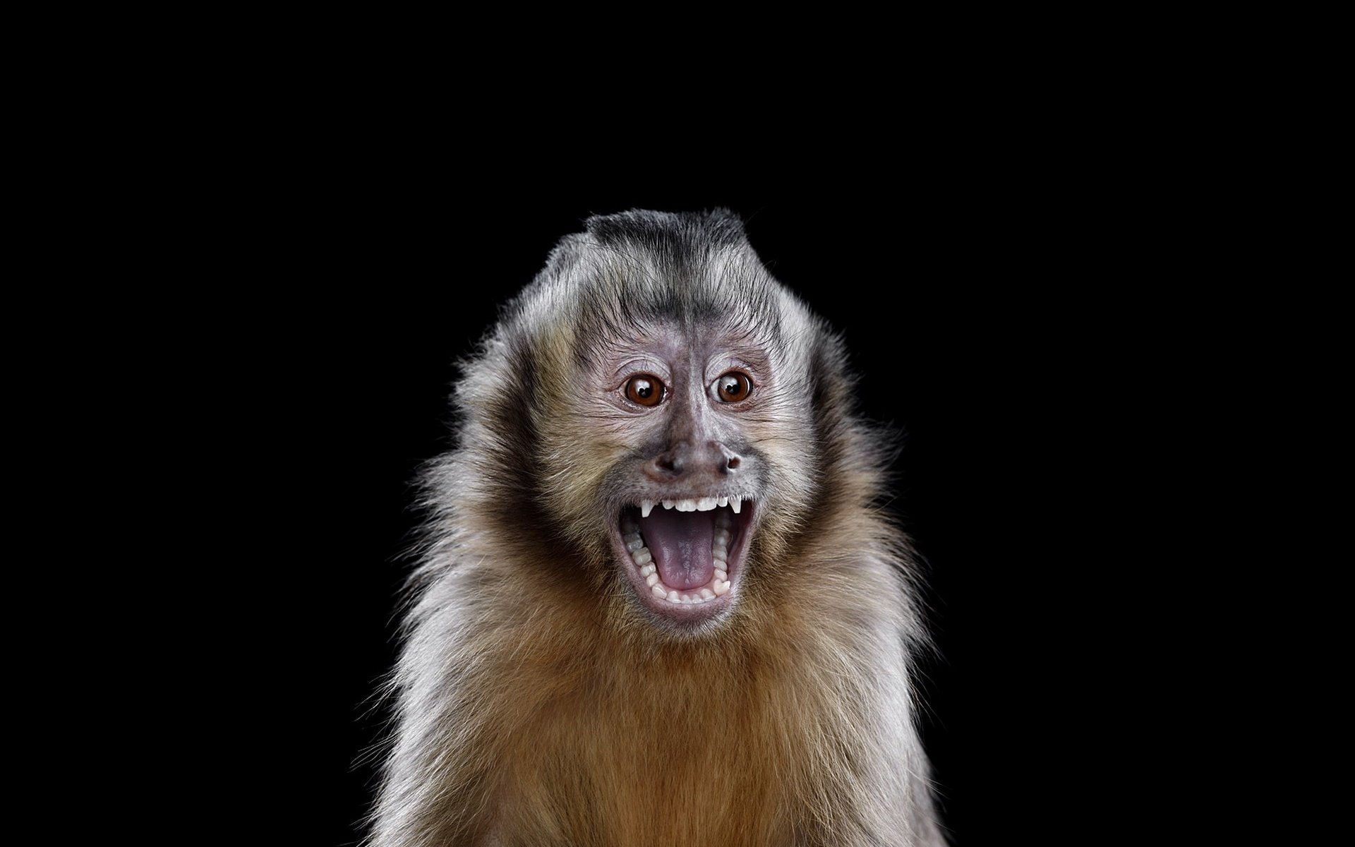 Обои фон, взгляд, черный фон, обезьяна, примат, capuchin monkey, капуцин, background, look, black background, monkey, the primacy of разрешение 1920x1288 Загрузить