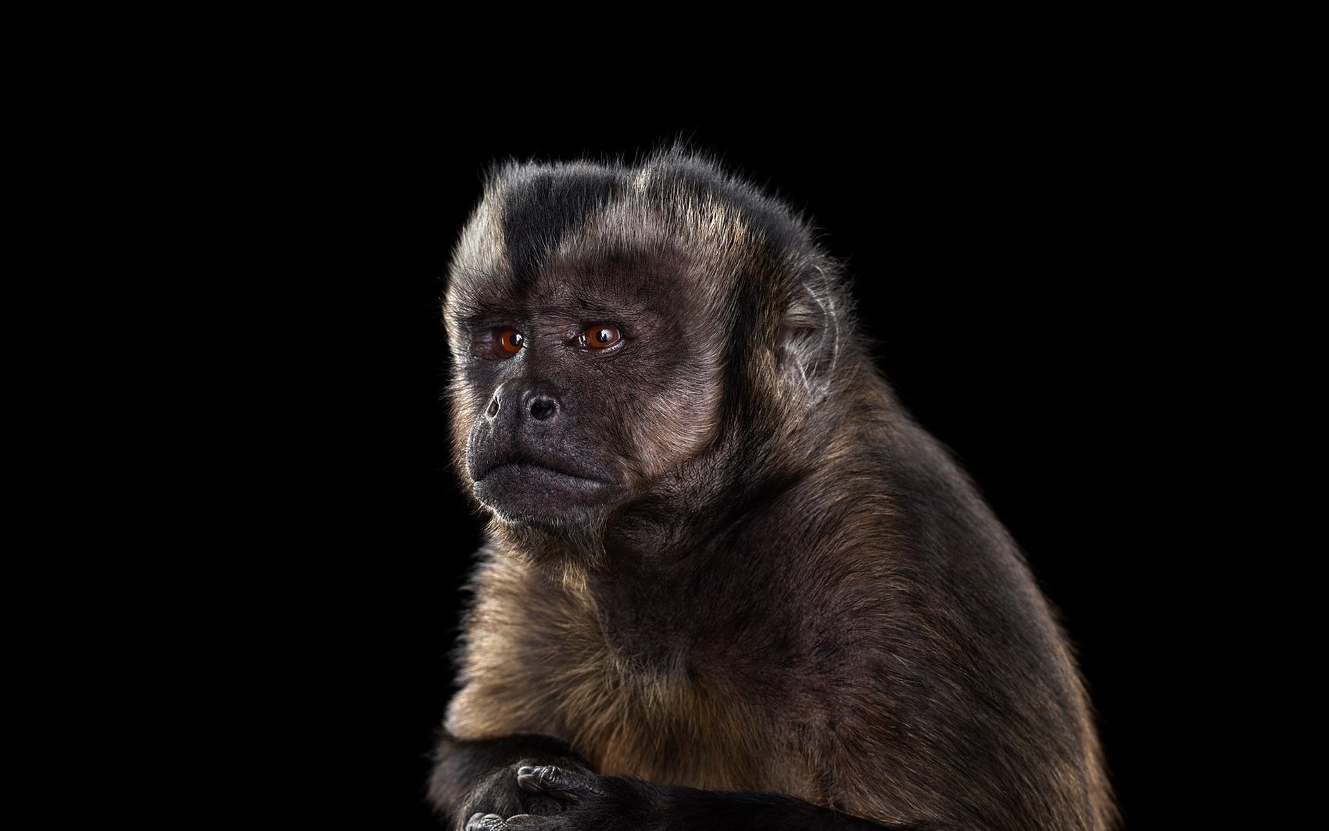 Обои фон, взгляд, черный фон, обезьяна, примат, capuchin monkey, капуцин, background, look, black background, monkey, the primacy of разрешение 1920x1288 Загрузить