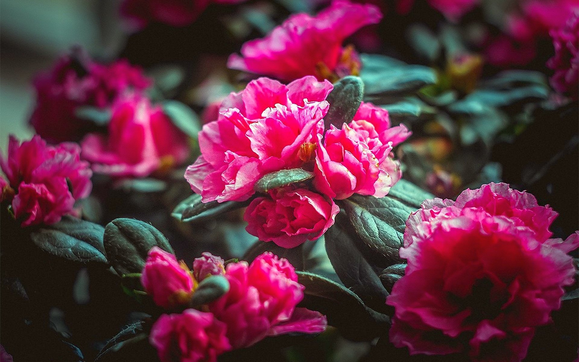 Обои цветы, природа, розовые, flowers, nature, pink разрешение 1920x1280 Загрузить
