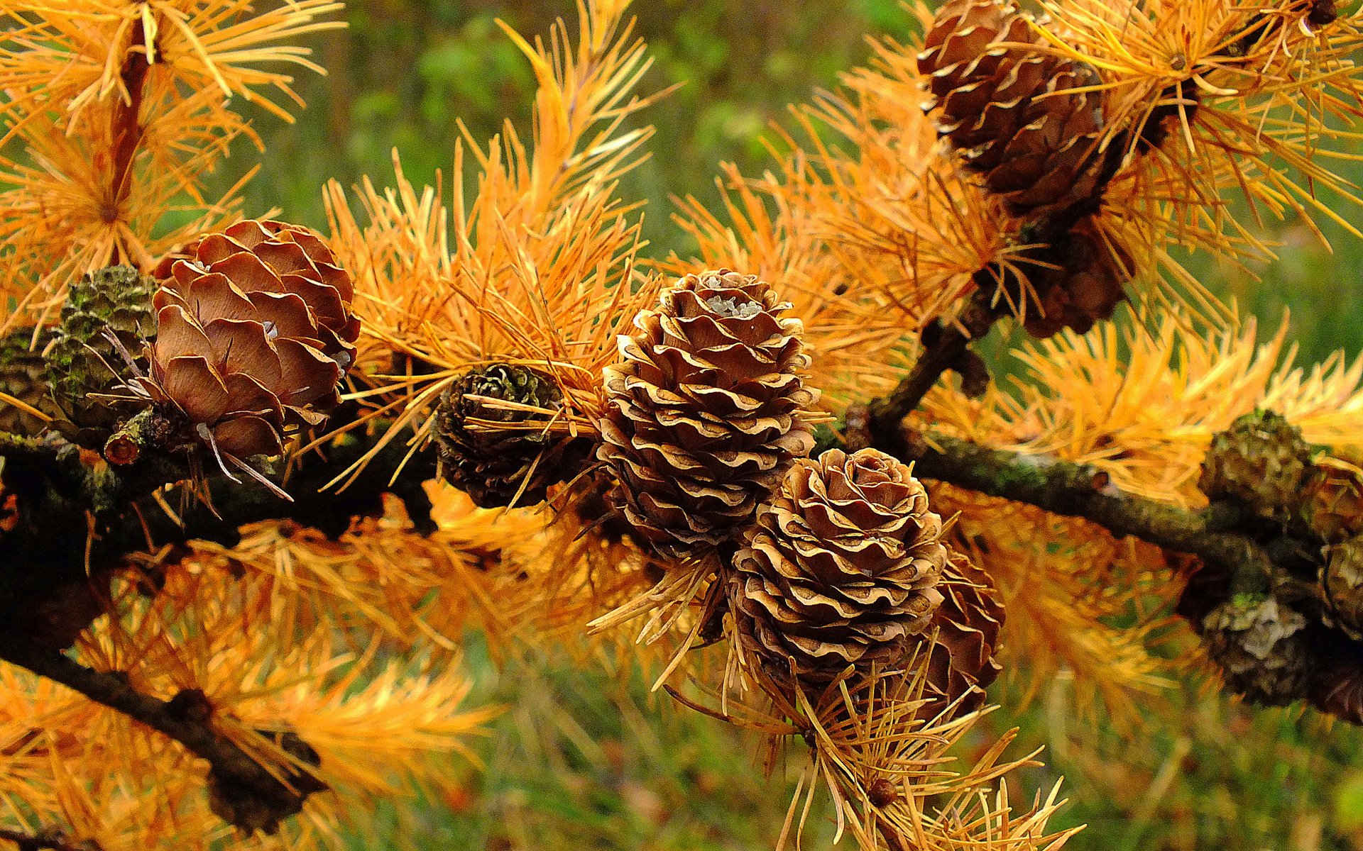 Обои ветка, хвоя, макро, осень, шишки, иголки, лиственница, branch, needles, macro, autumn, bumps, larch разрешение 2048x1398 Загрузить