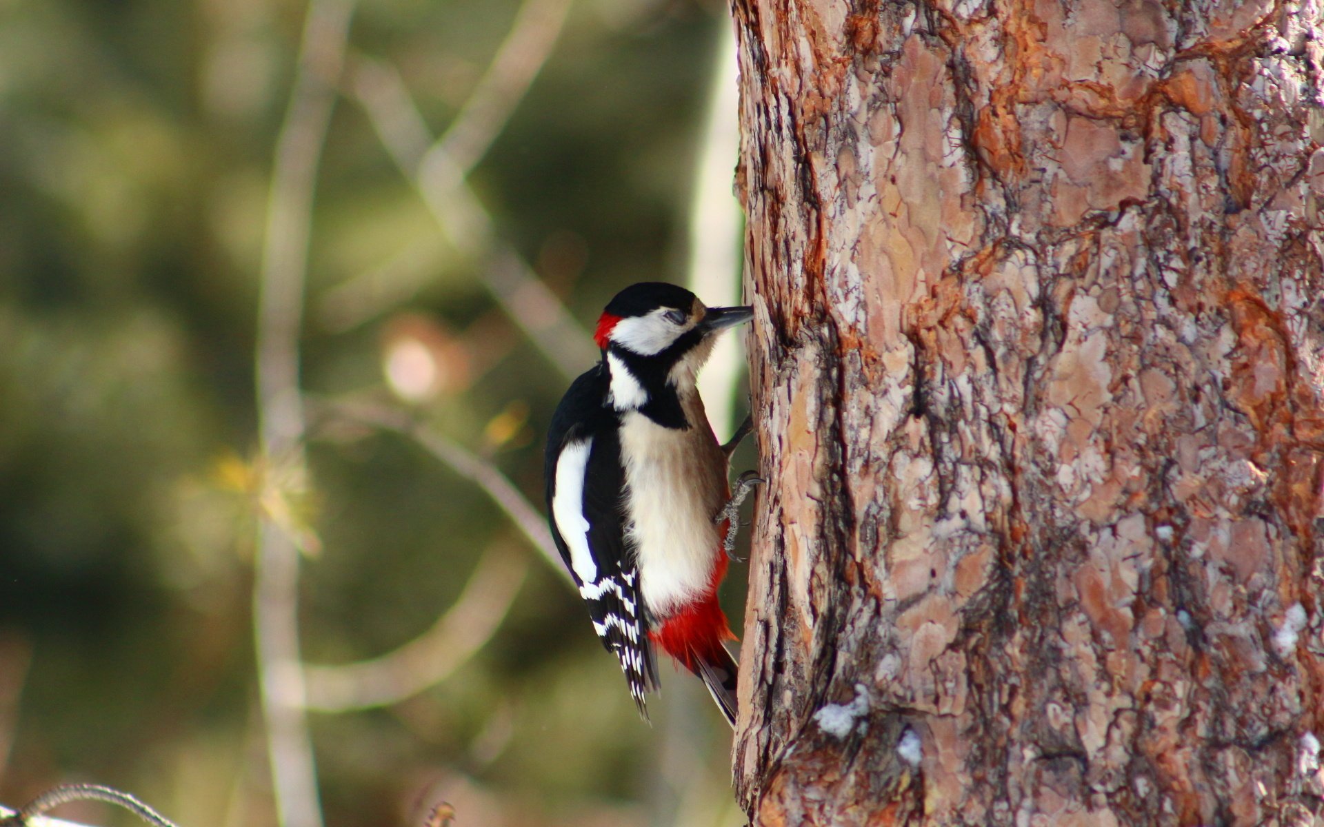 Обои лес, животные, птица, дятел, forest, animals, bird, woodpecker разрешение 1920x1280 Загрузить