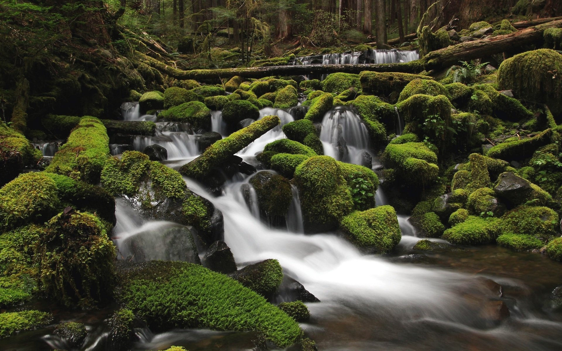 Обои вода, река, камни, зелень, лес, мох, water, river, stones, greens, forest, moss разрешение 2048x1365 Загрузить