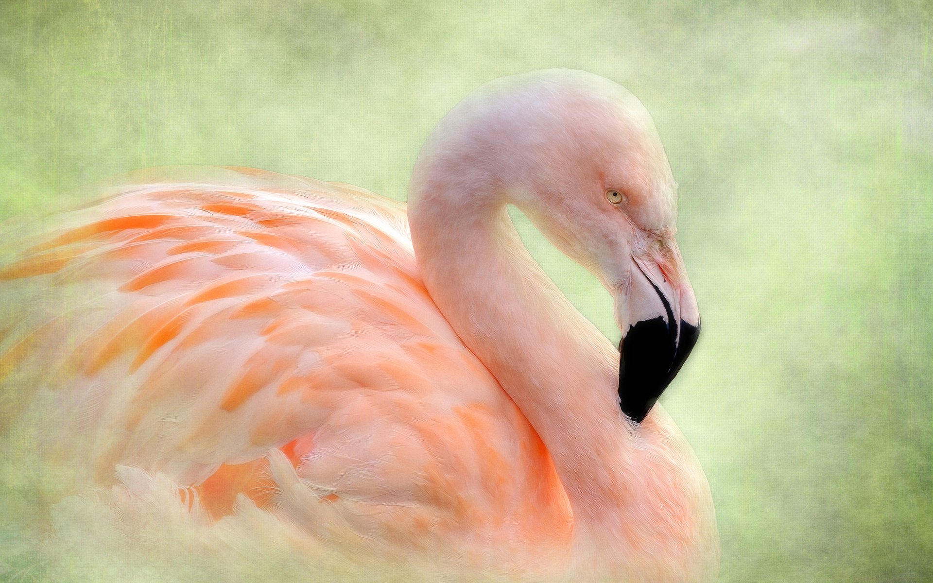 Обои фон, фламинго, птица, background, flamingo, bird разрешение 2048x1582 Загрузить