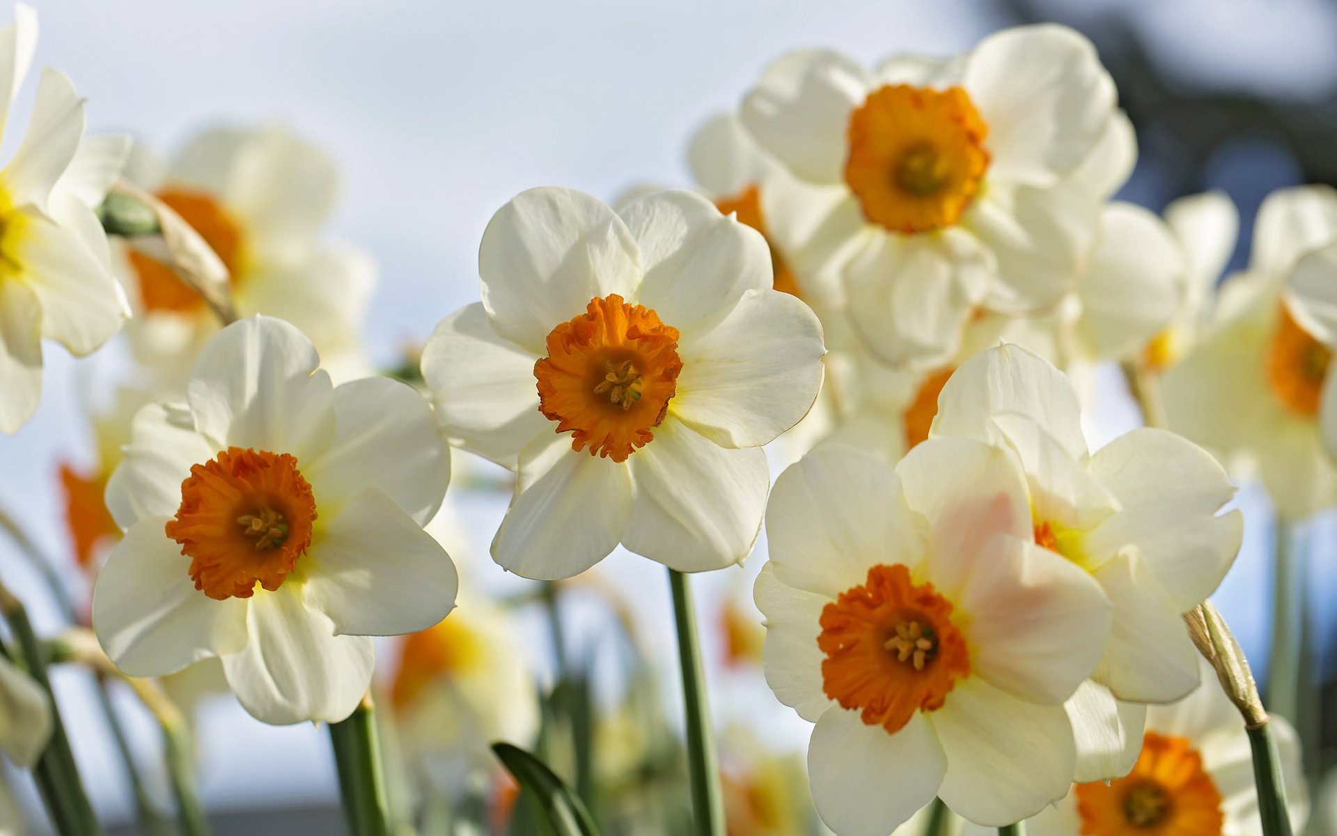 Обои цветы, макро, лепестки, весна, нарциссы, flowers, macro, petals, spring, daffodils разрешение 2048x1365 Загрузить