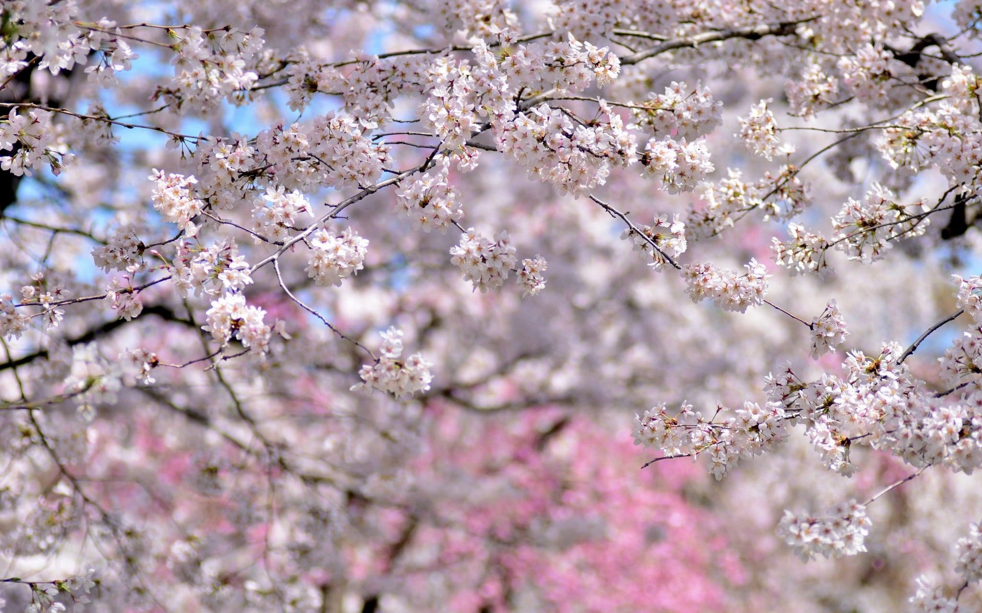 Обои деревья, цветение, весна, вишня, сакура, trees, flowering, spring, cherry, sakura разрешение 2048x1356 Загрузить