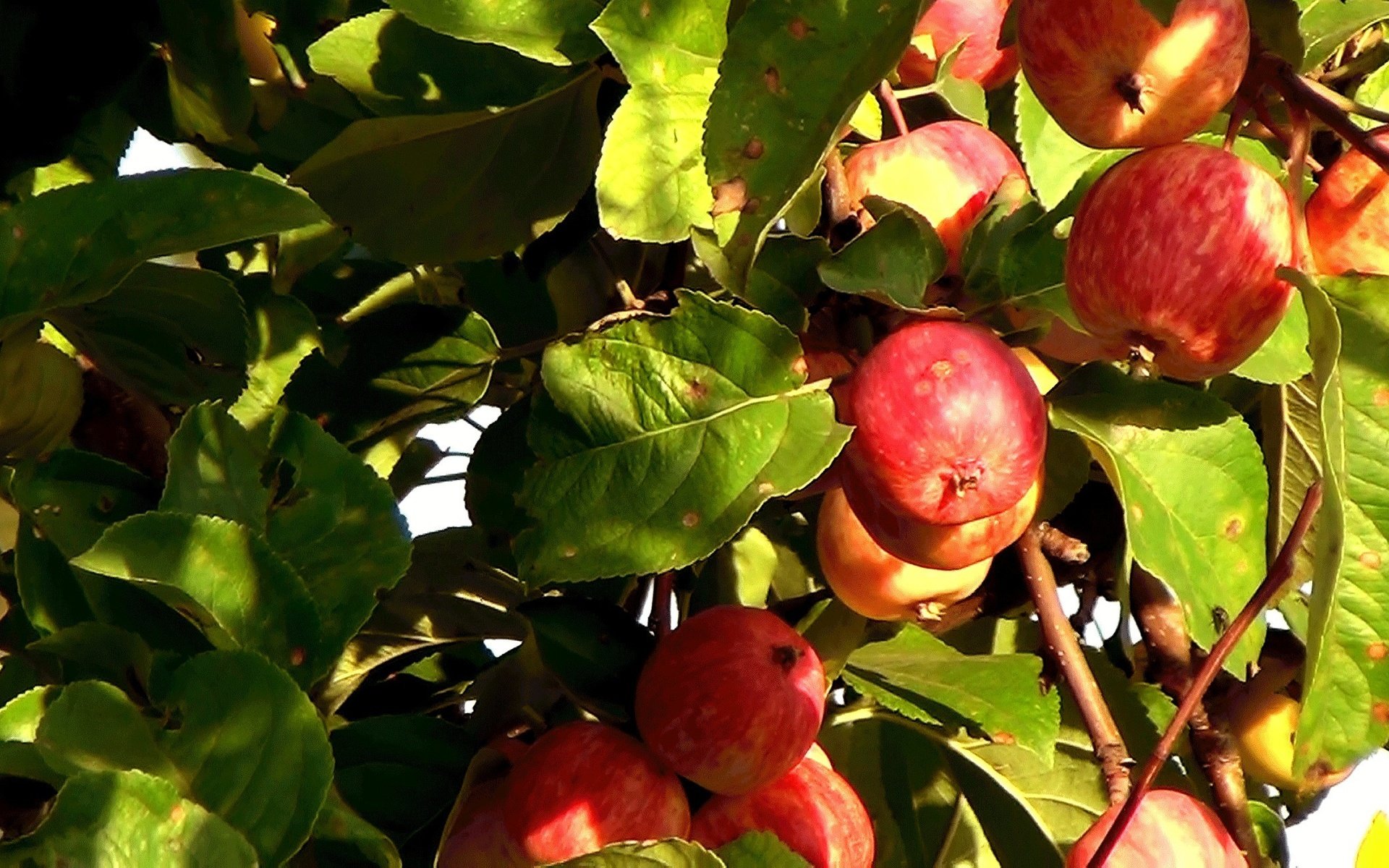 Обои листья, лето, фрукты, яблоки, плоды, leaves, summer, fruit, apples разрешение 2304x1296 Загрузить