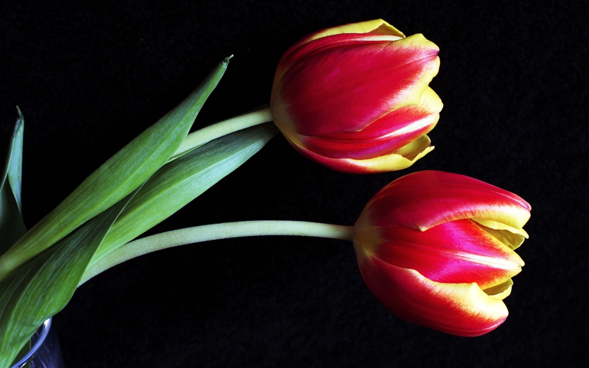 Обои бутоны, макро, тюльпаны, buds, macro, tulips разрешение 3000x1838 Загрузить