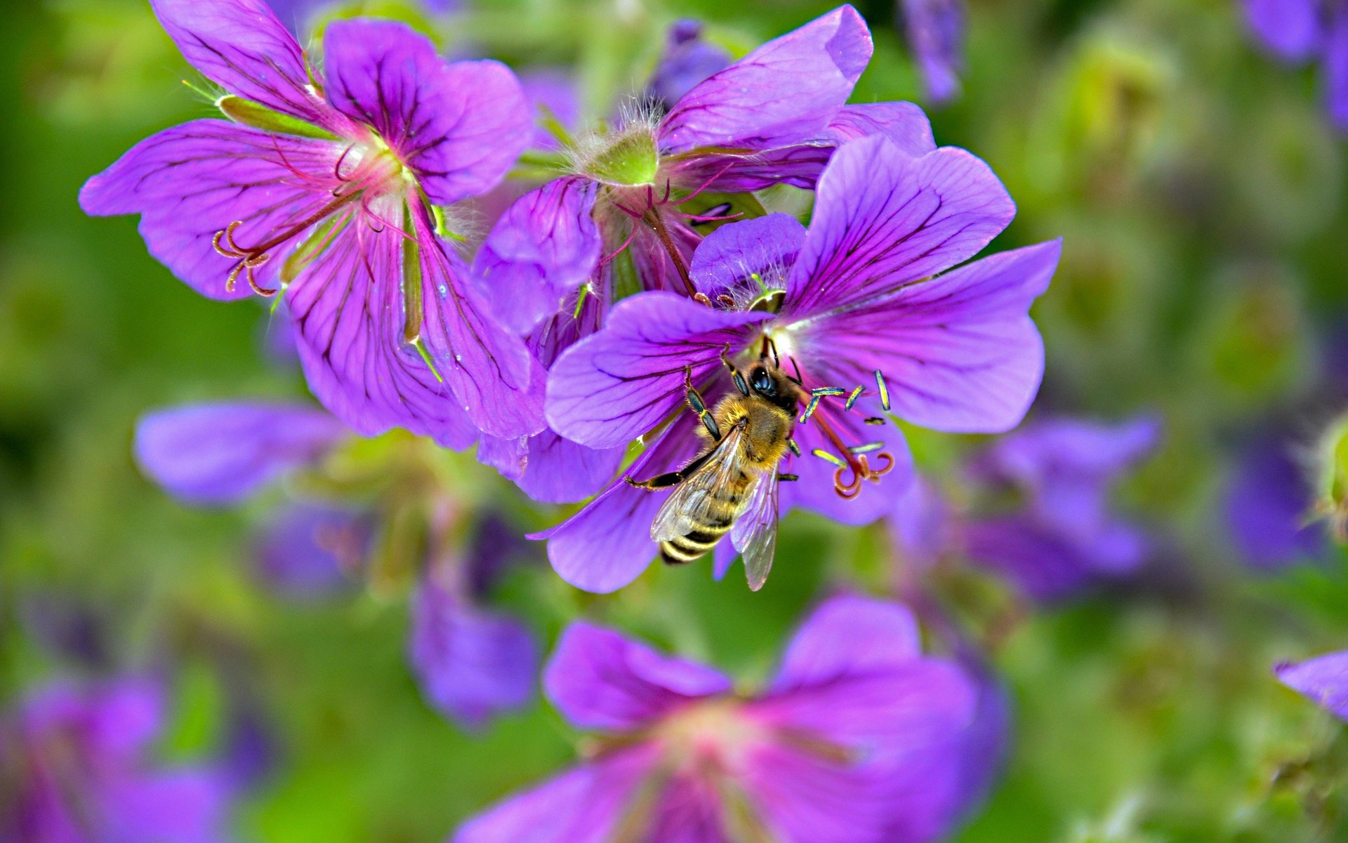 Обои цветы, природа, насекомое, пчела, robin hamann, flowers, nature, insect, bee разрешение 4928x3264 Загрузить