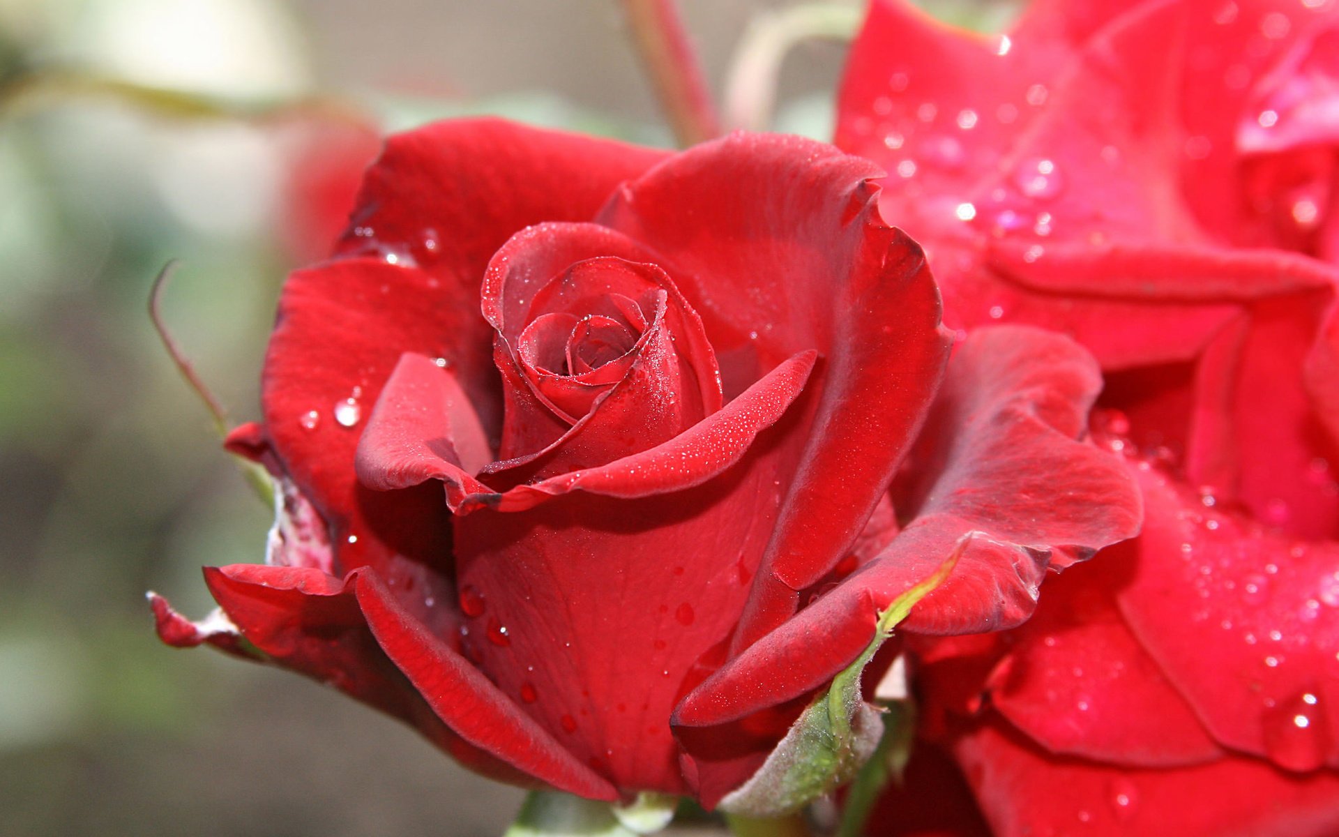 Обои макро, роза, бутон, macro, rose, bud разрешение 2048x1536 Загрузить