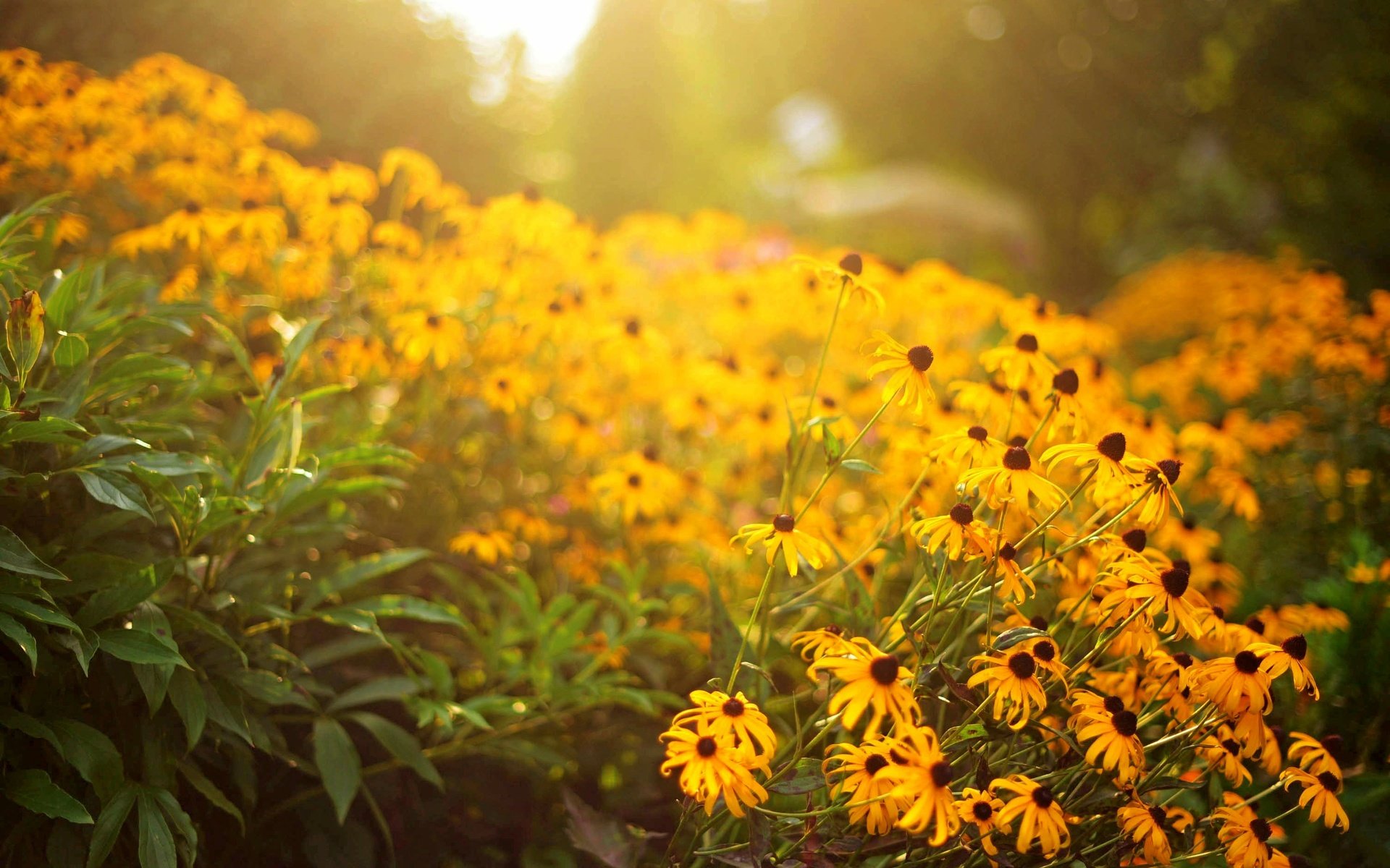 Обои цветы, лепестки, желтые, flowers, petals, yellow разрешение 3008x2008 Загрузить