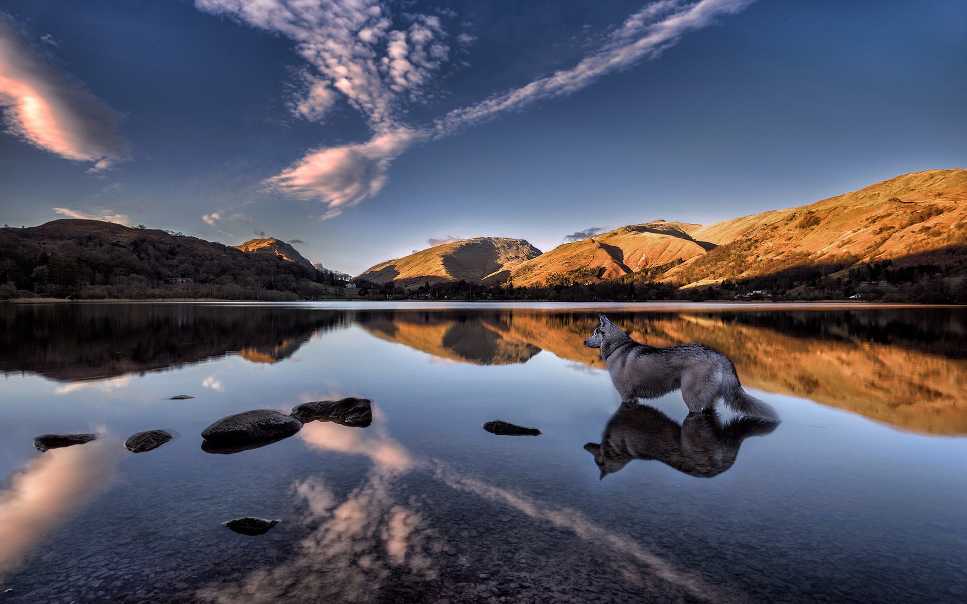 Обои озеро, grasmere lake, горы, отражение, собака, англия, хаски, озеро грасмир, камбрия, lake, mountains, reflection, dog, england, husky, lake grasmere, cumbria разрешение 2048x1366 Загрузить