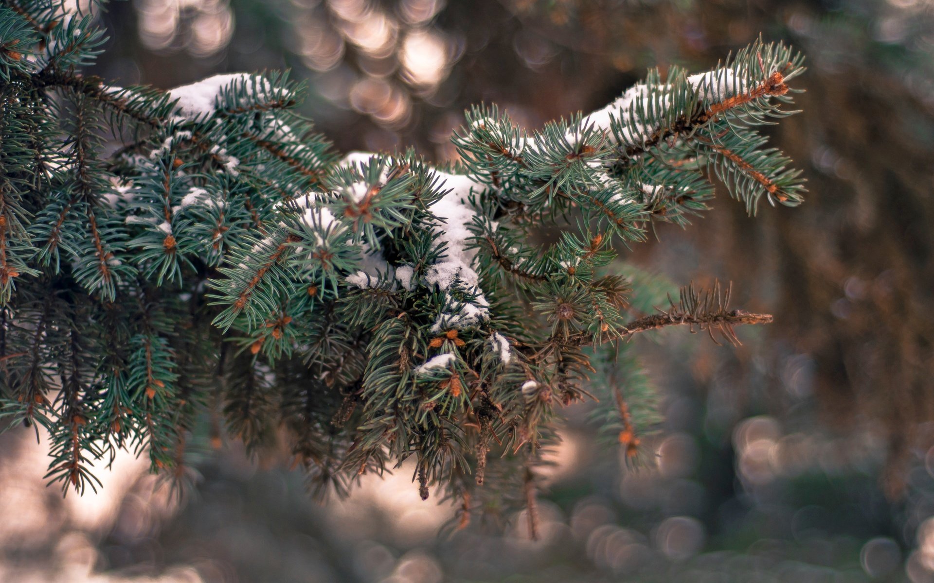 Обои снег, елка, хвоя, зима, ветки, иголки, snow, tree, needles, winter, branches разрешение 4288x2848 Загрузить