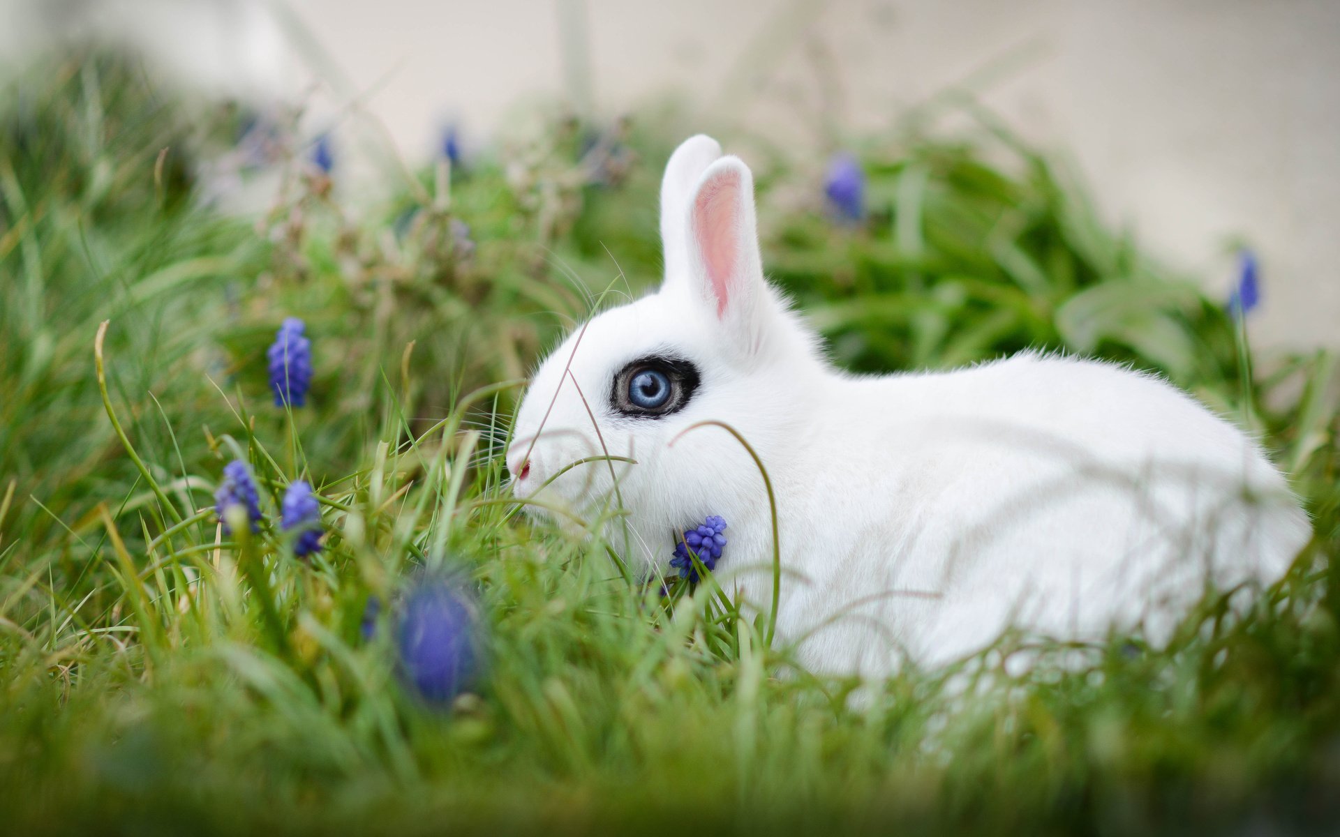 Обои цветы, трава, белый, кролик, боке, белый кролик, flowers, grass, white, rabbit, bokeh, white rabbit разрешение 3600x2209 Загрузить