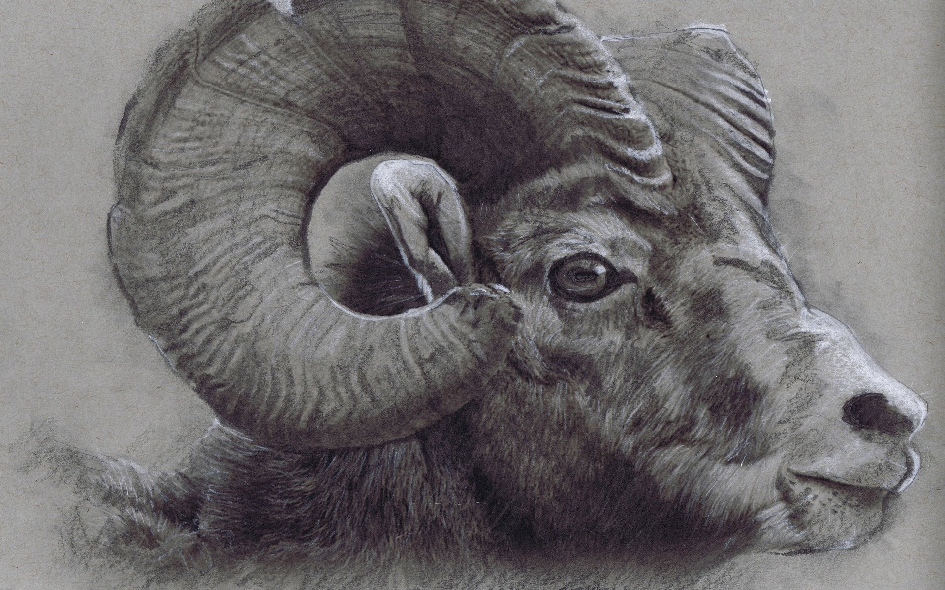 Обои рисунок, рога, рисование, голова, башка, bighorn ram, figure, horns, drawing, head разрешение 2880x2212 Загрузить