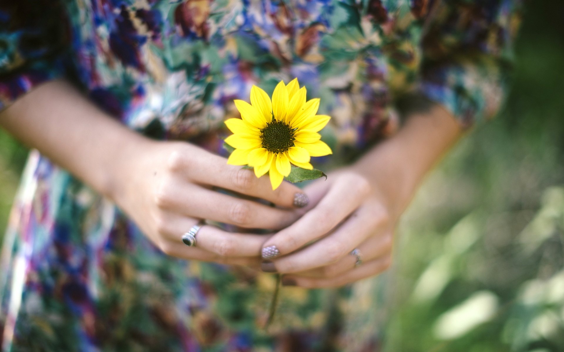 Обои цветок, лепестки, кольцо, руки, желтые, flower, petals, ring, hands, yellow разрешение 2880x1922 Загрузить