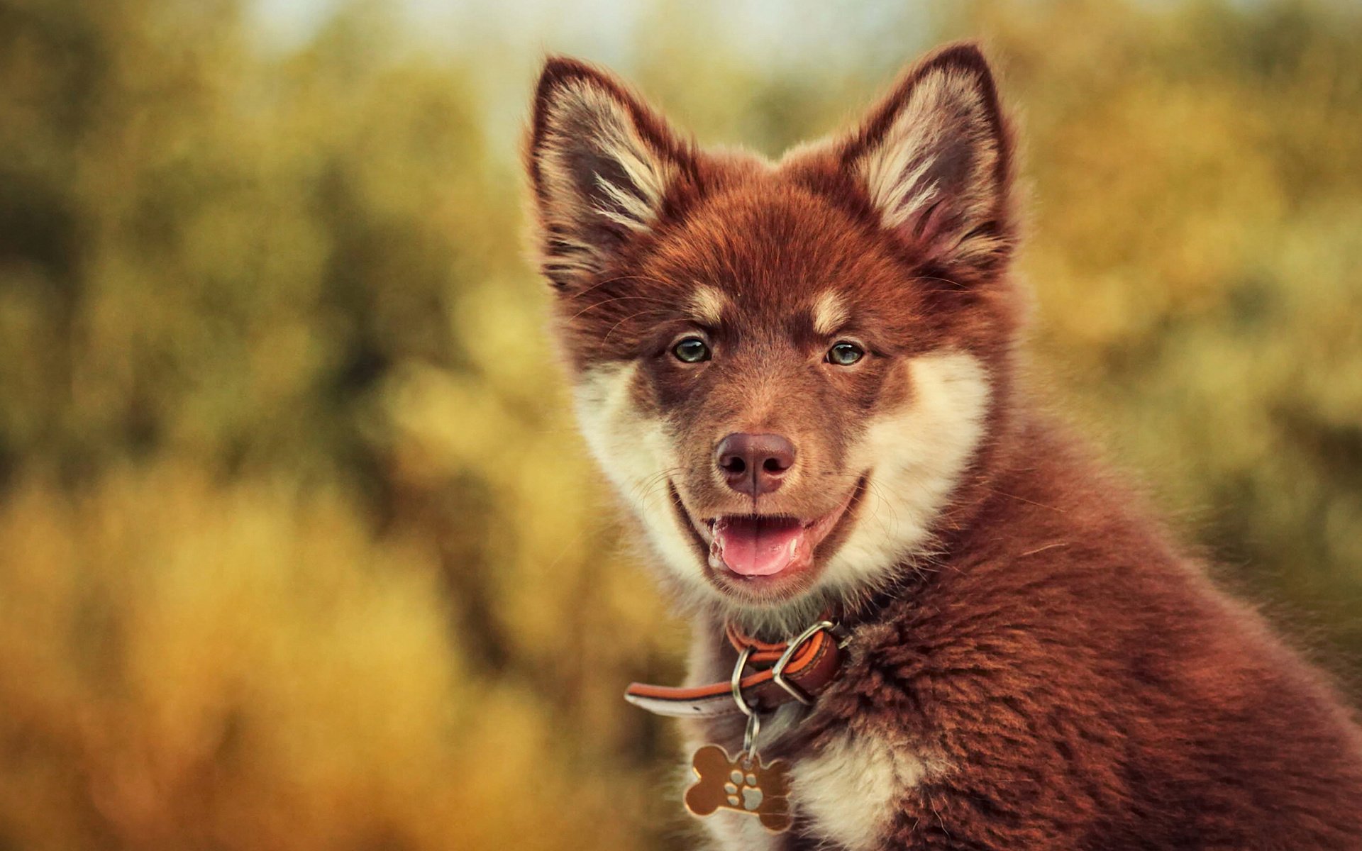 Обои взгляд, собака, боке, финский лаппхунд, look, dog, bokeh, finnish lapphund разрешение 2048x1366 Загрузить