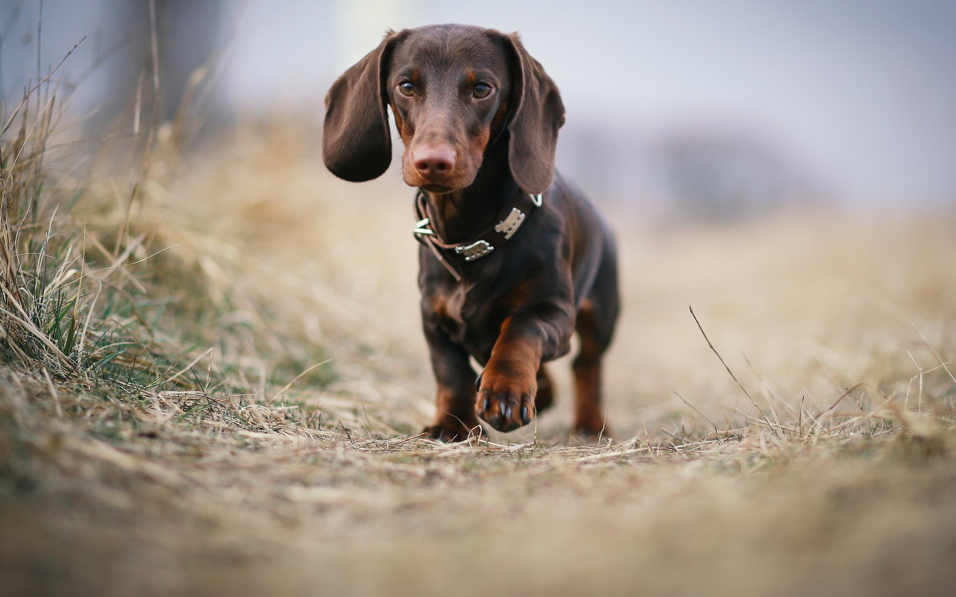 Обои взгляд, собака, друг, такса, look, dog, each, dachshund разрешение 2047x1217 Загрузить