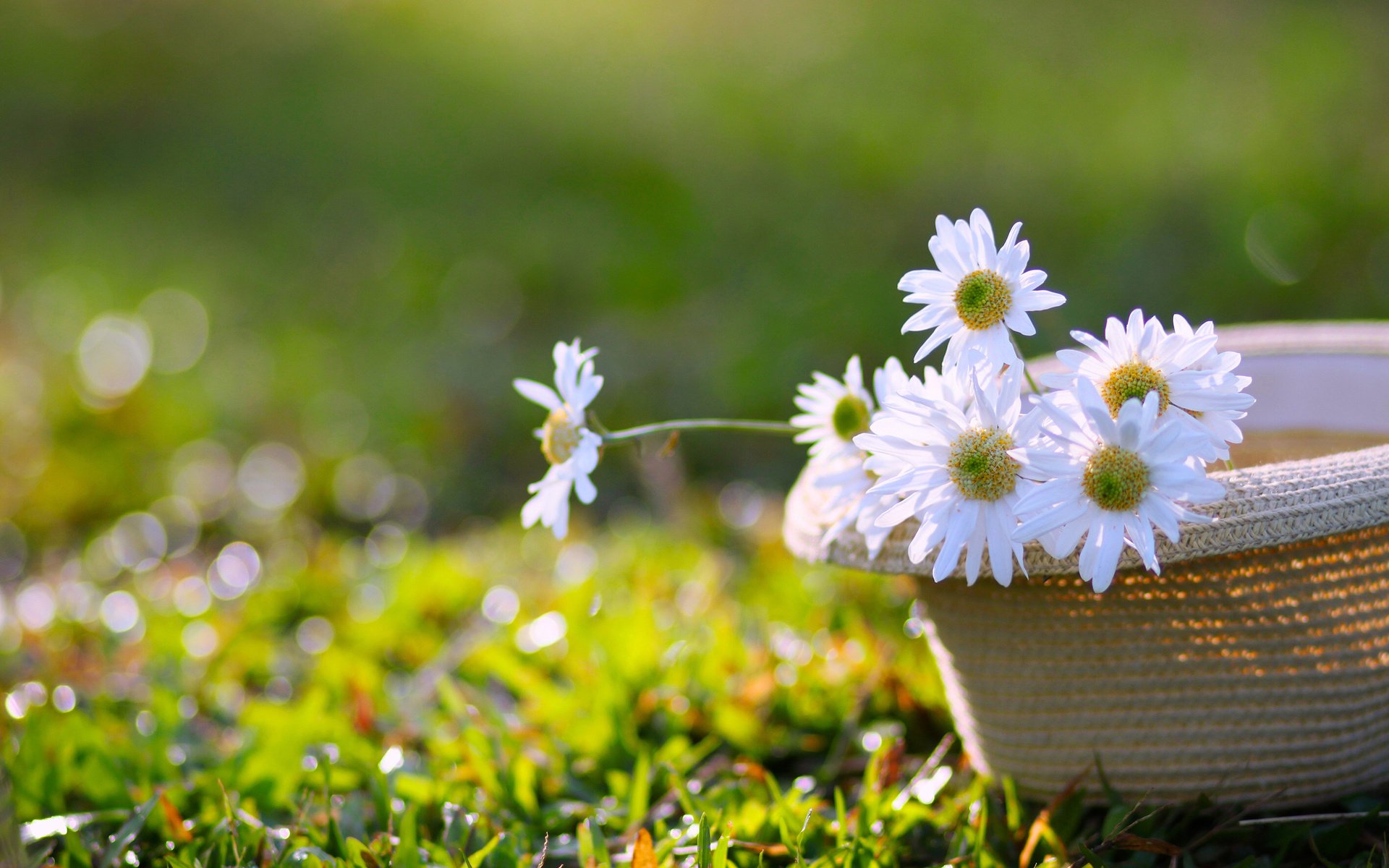 Обои цветы, трава, ромашки, белые, шляпа, боке, flowers, grass, chamomile, white, hat, bokeh разрешение 2835x1890 Загрузить