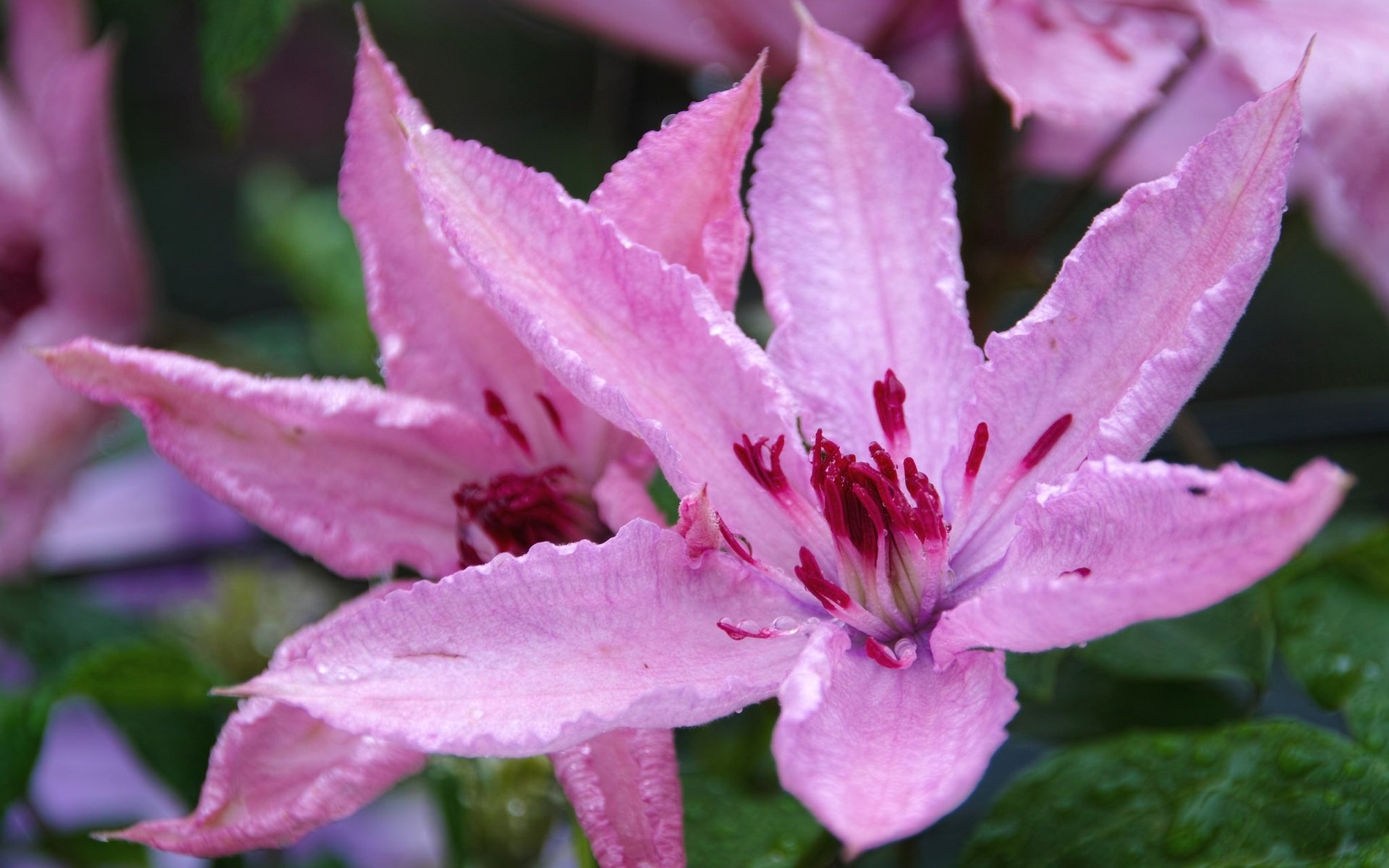 Обои макро, капли, розовый, клематис, macro, drops, pink, clematis разрешение 2048x1365 Загрузить