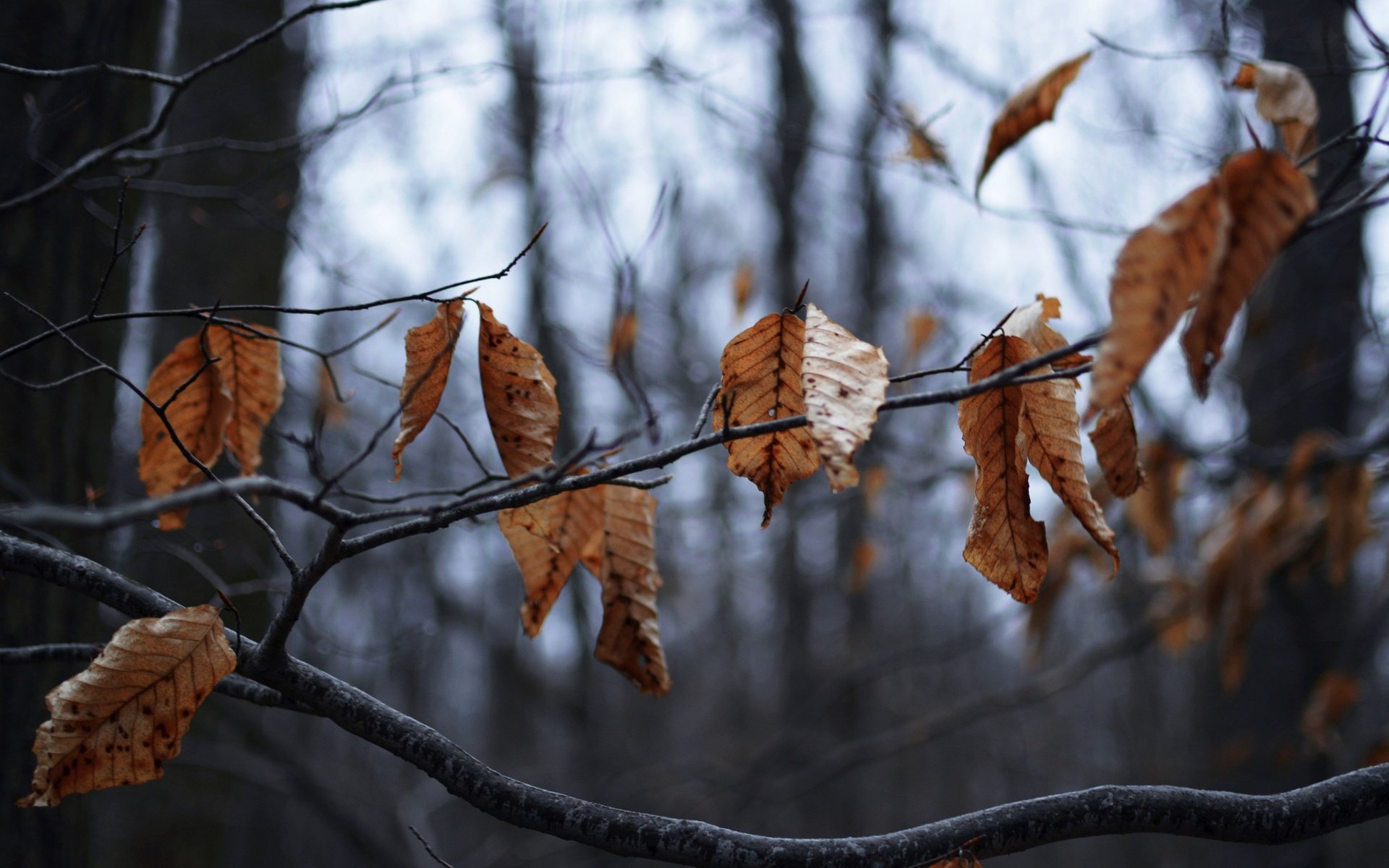 Обои дерево, листья, ветки, осень, сухие, tree, leaves, branches, autumn, dry разрешение 2880x1920 Загрузить