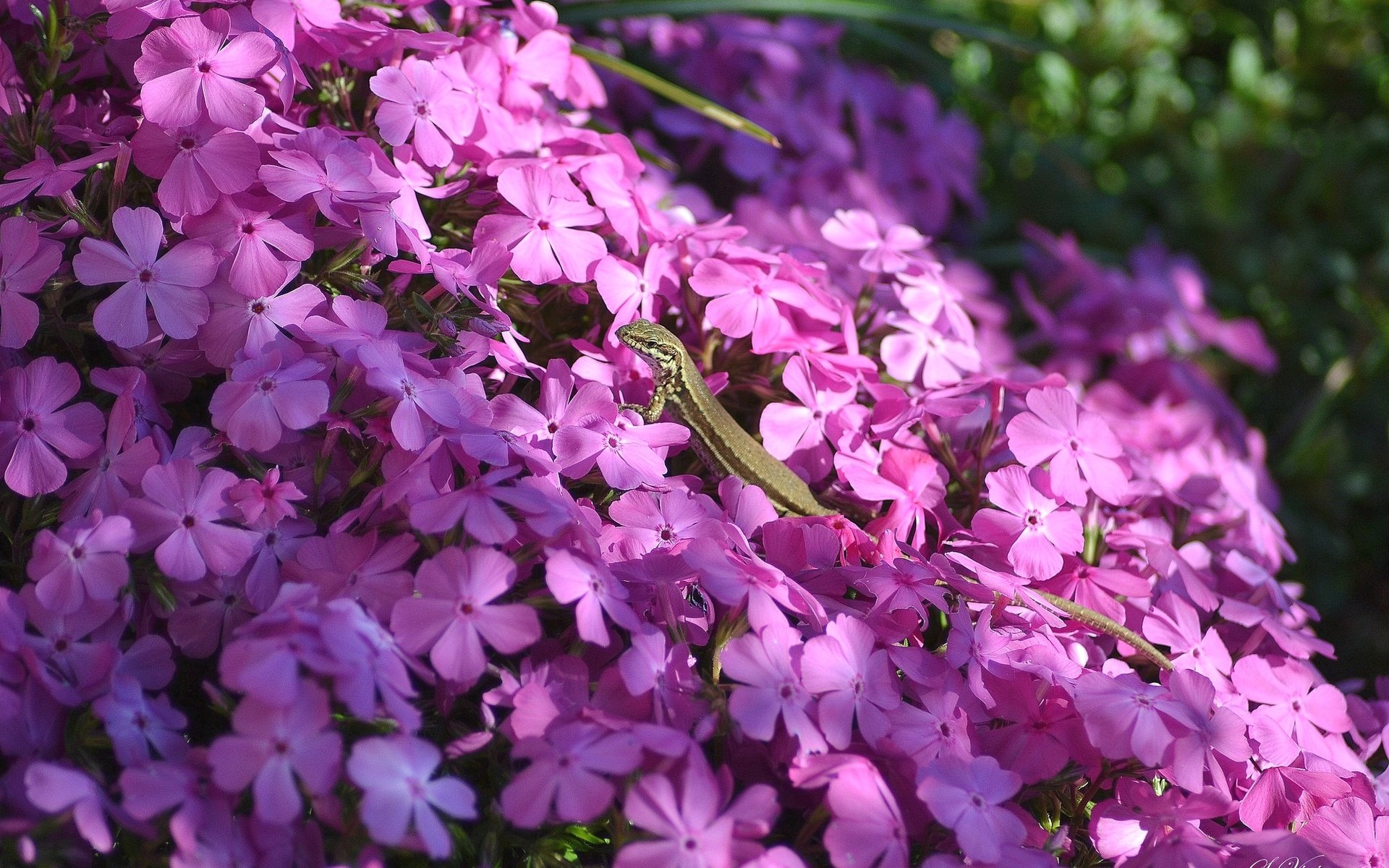 Обои свет, цветы, тень, ящерица, розовые, флоксы, light, flowers, shadow, lizard, pink, phlox разрешение 2048x1365 Загрузить