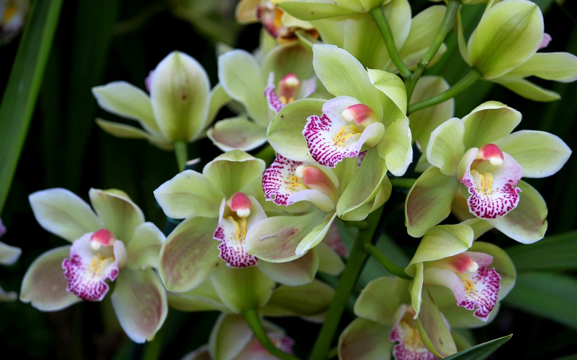 Обои зелёный, экзотика, орхидея, green, exotic, orchid разрешение 2048x1365 Загрузить
