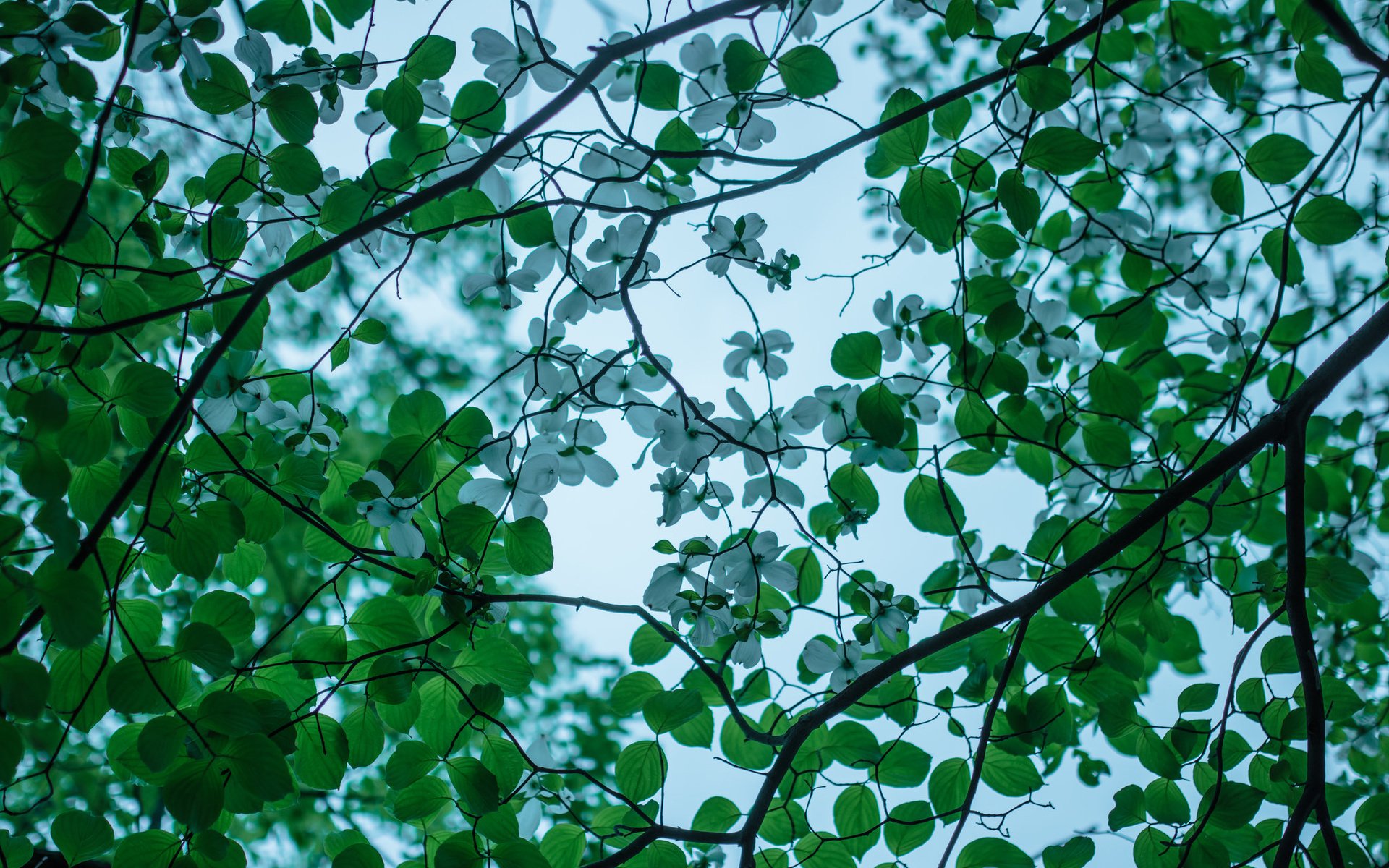 Обои дерево, цветение, ветки, весна, кизил, tree, flowering, branches, spring, dogwood разрешение 2048x1365 Загрузить