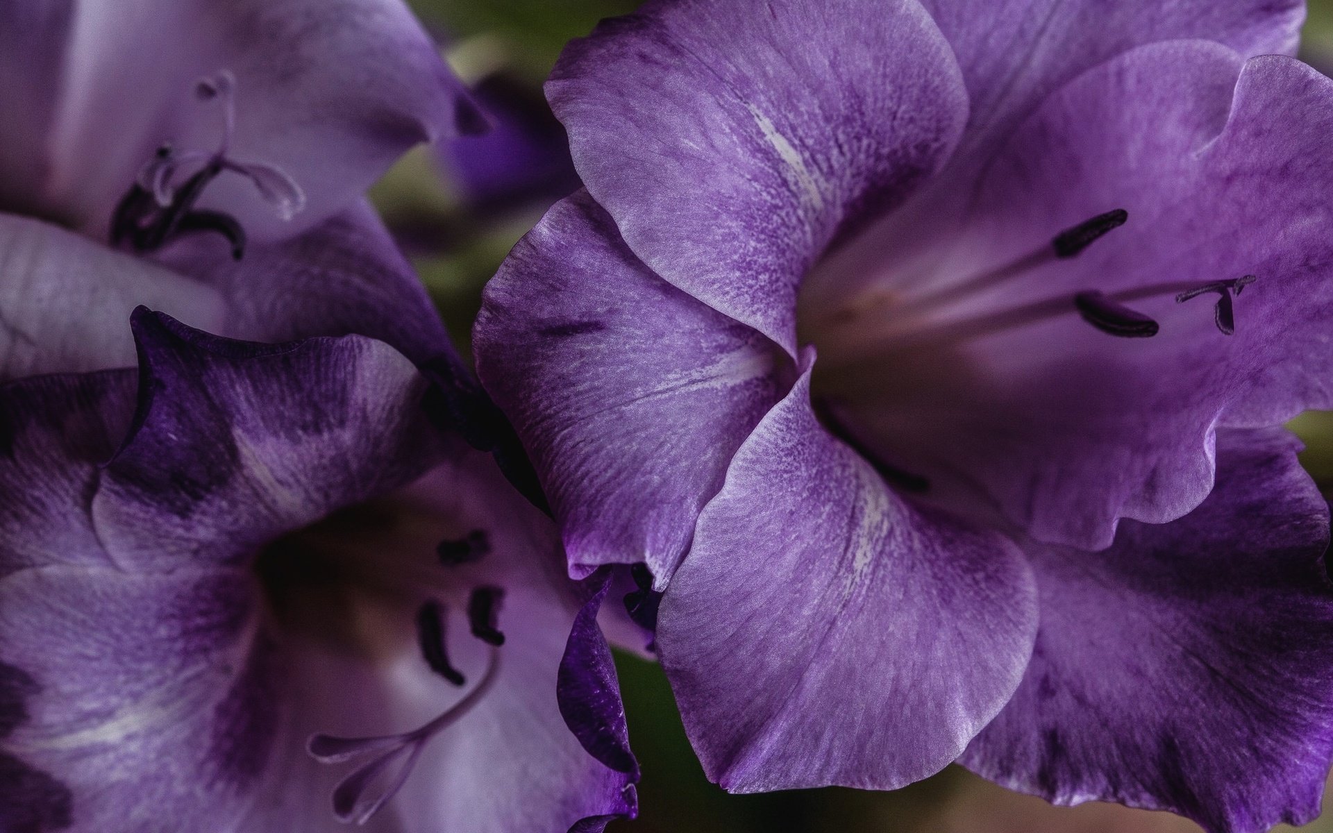 Обои цветы, макро, лепестки, лиловый, гладиолус, крупным планом, flowers, macro, petals, purple, gladiolus, closeup разрешение 2048x1356 Загрузить