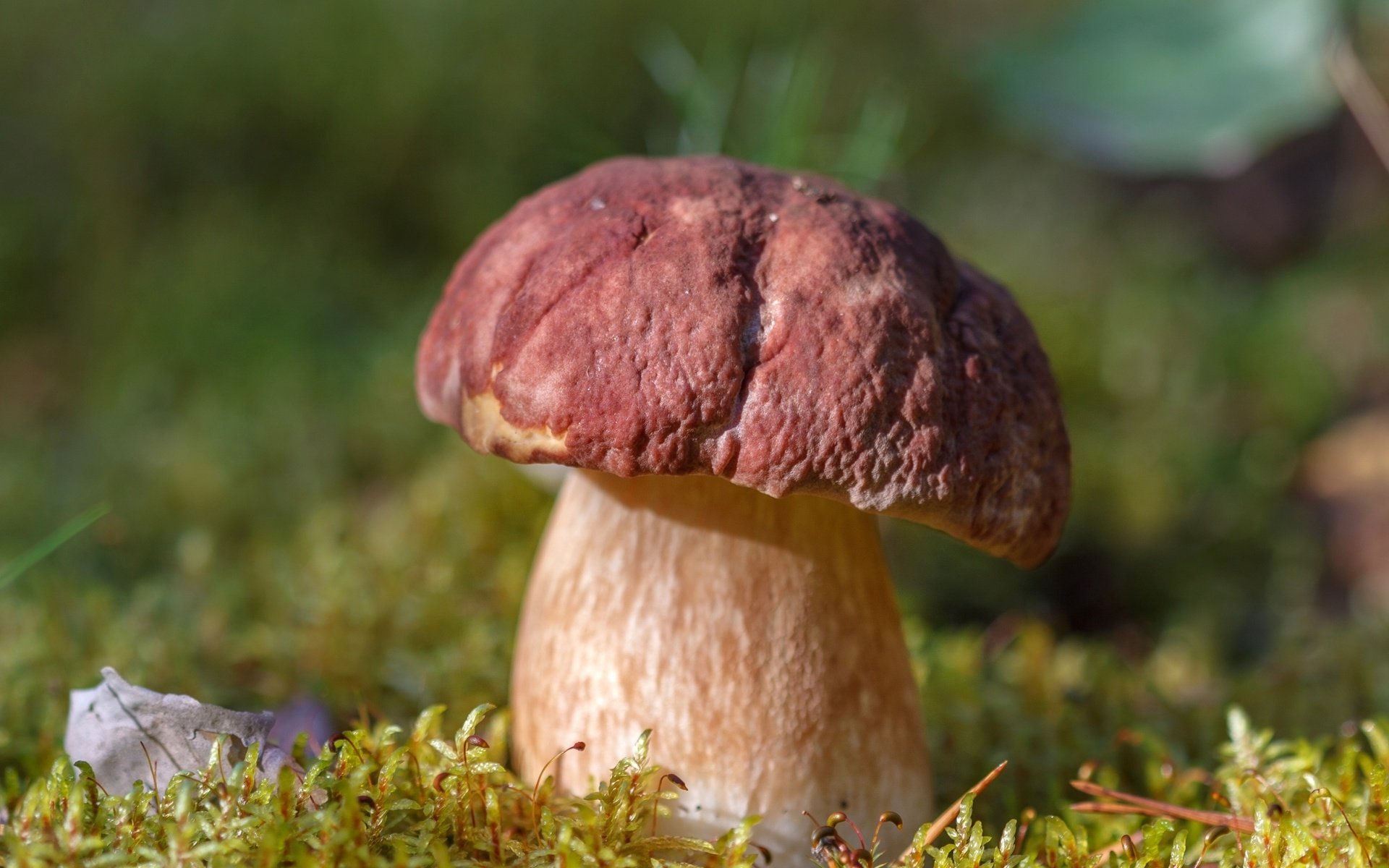 Обои гриб, мох, белый гриб, mushroom, moss, white mushroom разрешение 2400x1366 Загрузить