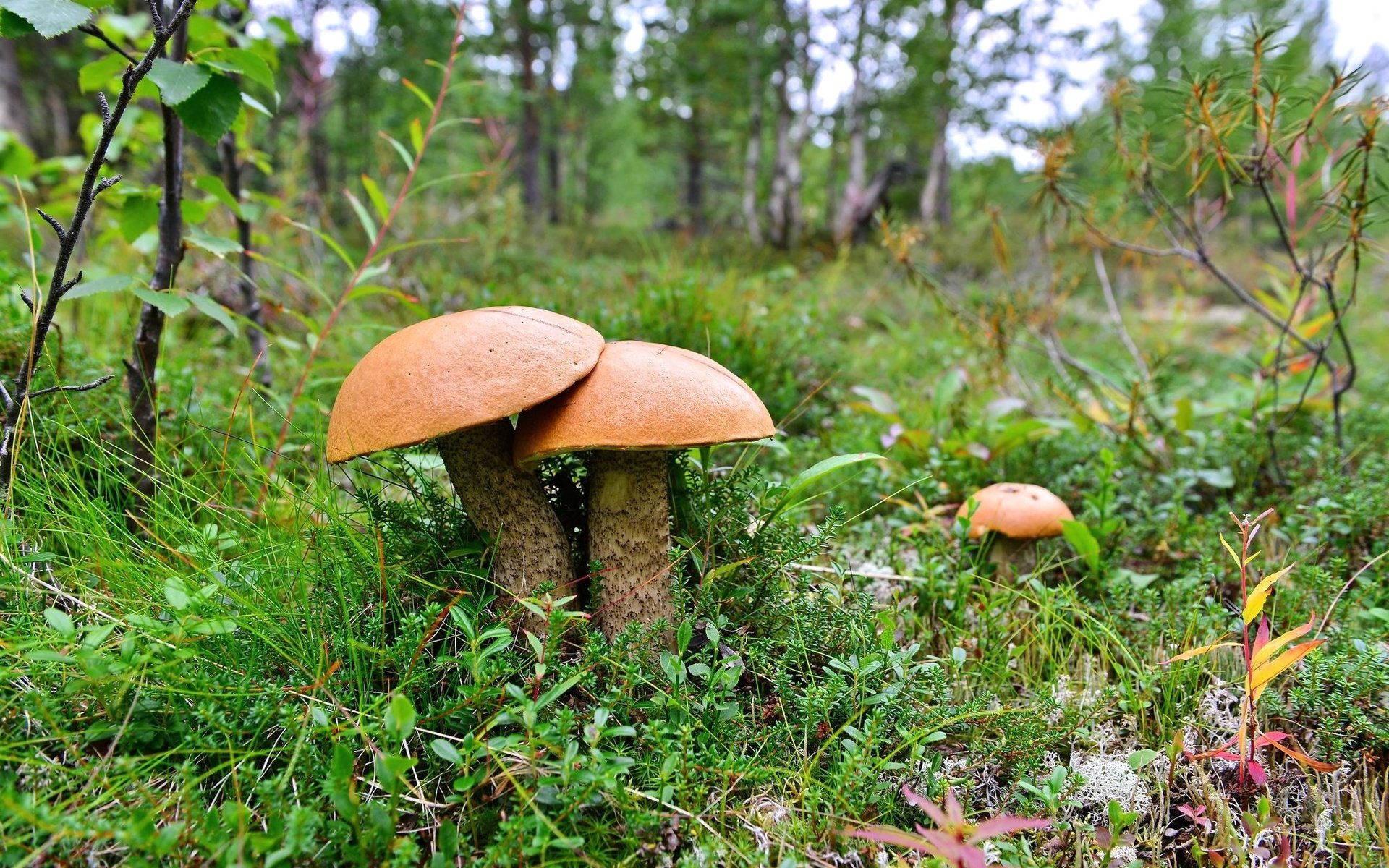 Обои трава, грибы, трио, grass, mushrooms, trio разрешение 2048x1366 Загрузить