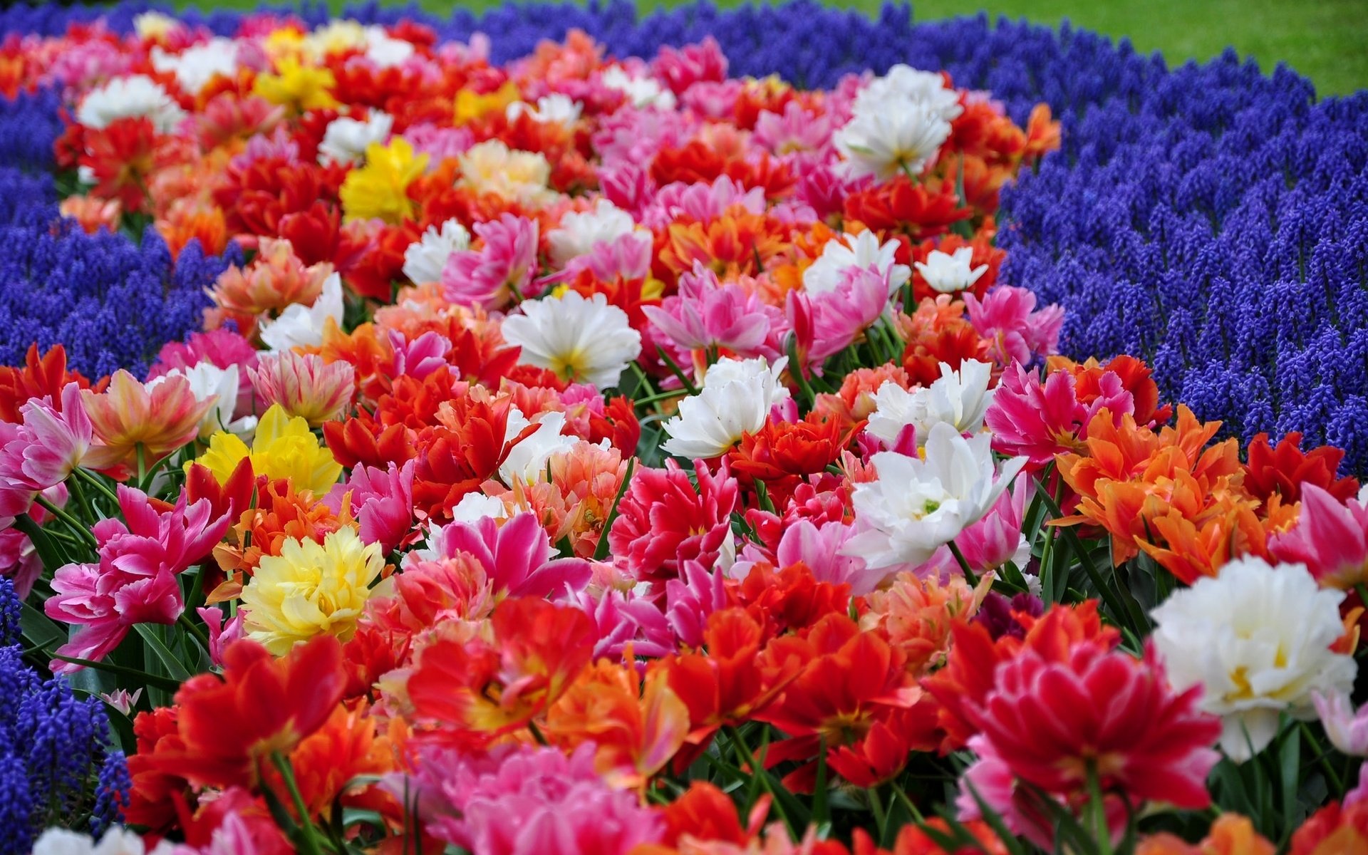 Обои цветы, парк, тюльпаны, гиацинты, flowers, park, tulips, hyacinths разрешение 2048x1360 Загрузить