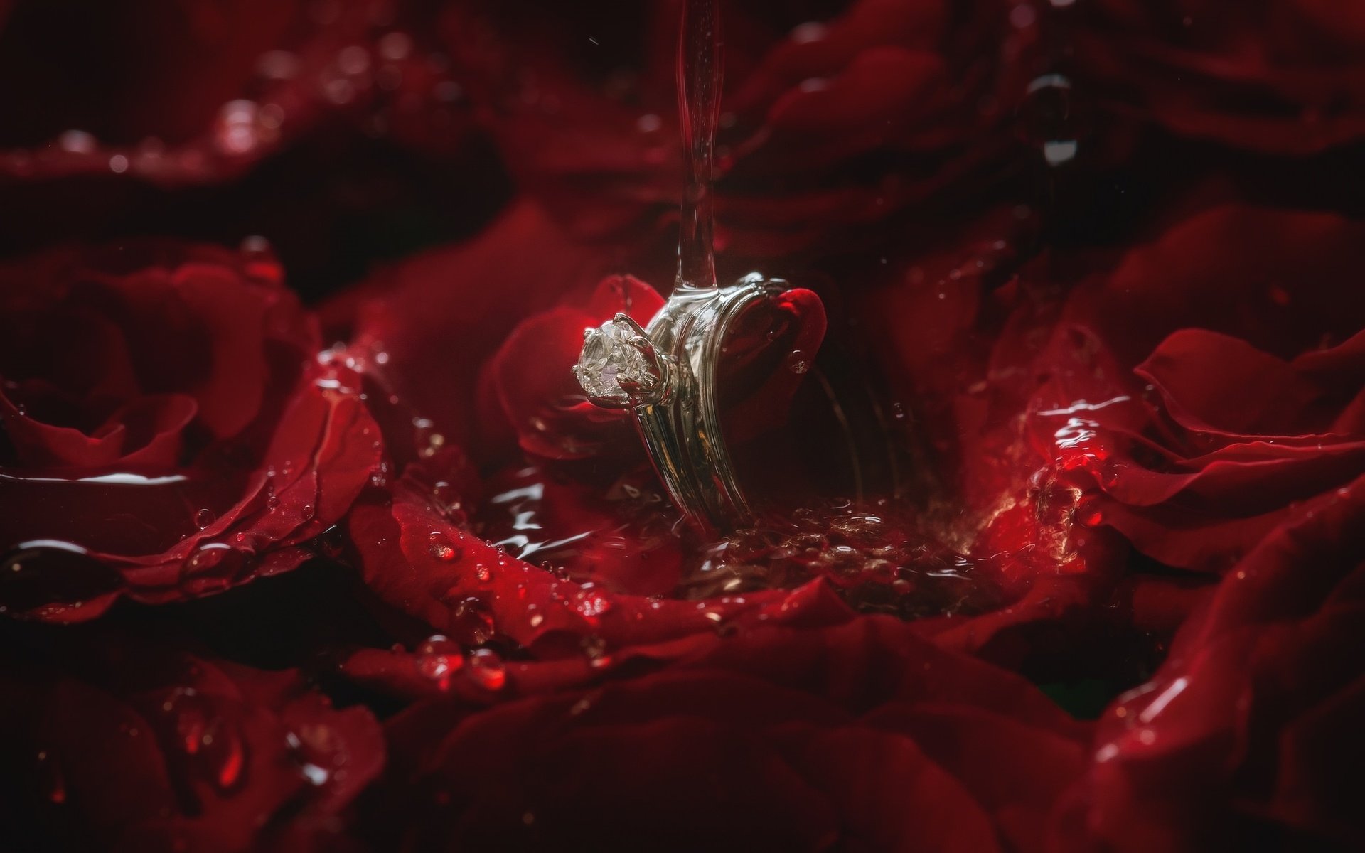 Обои вода, роза, лепестки, кольцо, water, rose, petals, ring разрешение 2048x1363 Загрузить