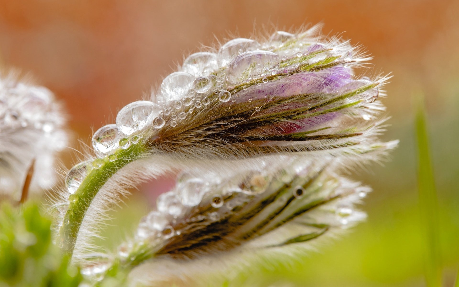 Обои макро, капли, бутон, весна, анемон, сон-трава, прострел, macro, drops, bud, spring, anemone, sleep-grass, cross разрешение 2048x1330 Загрузить