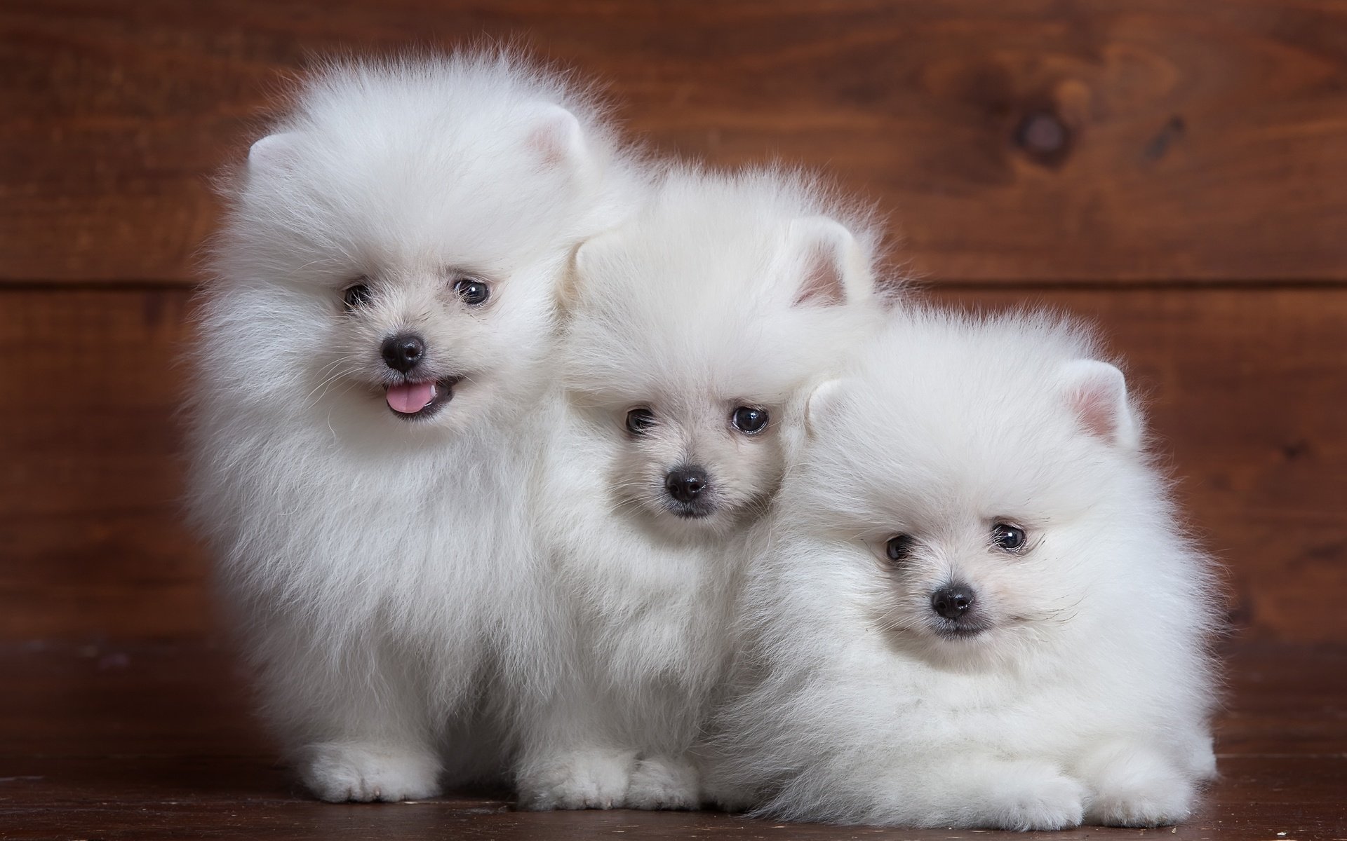 Обои пушистый, белый, щенок, собаки, трио, шпиц, fluffy, white, puppy, dogs, trio, spitz разрешение 3400x2231 Загрузить