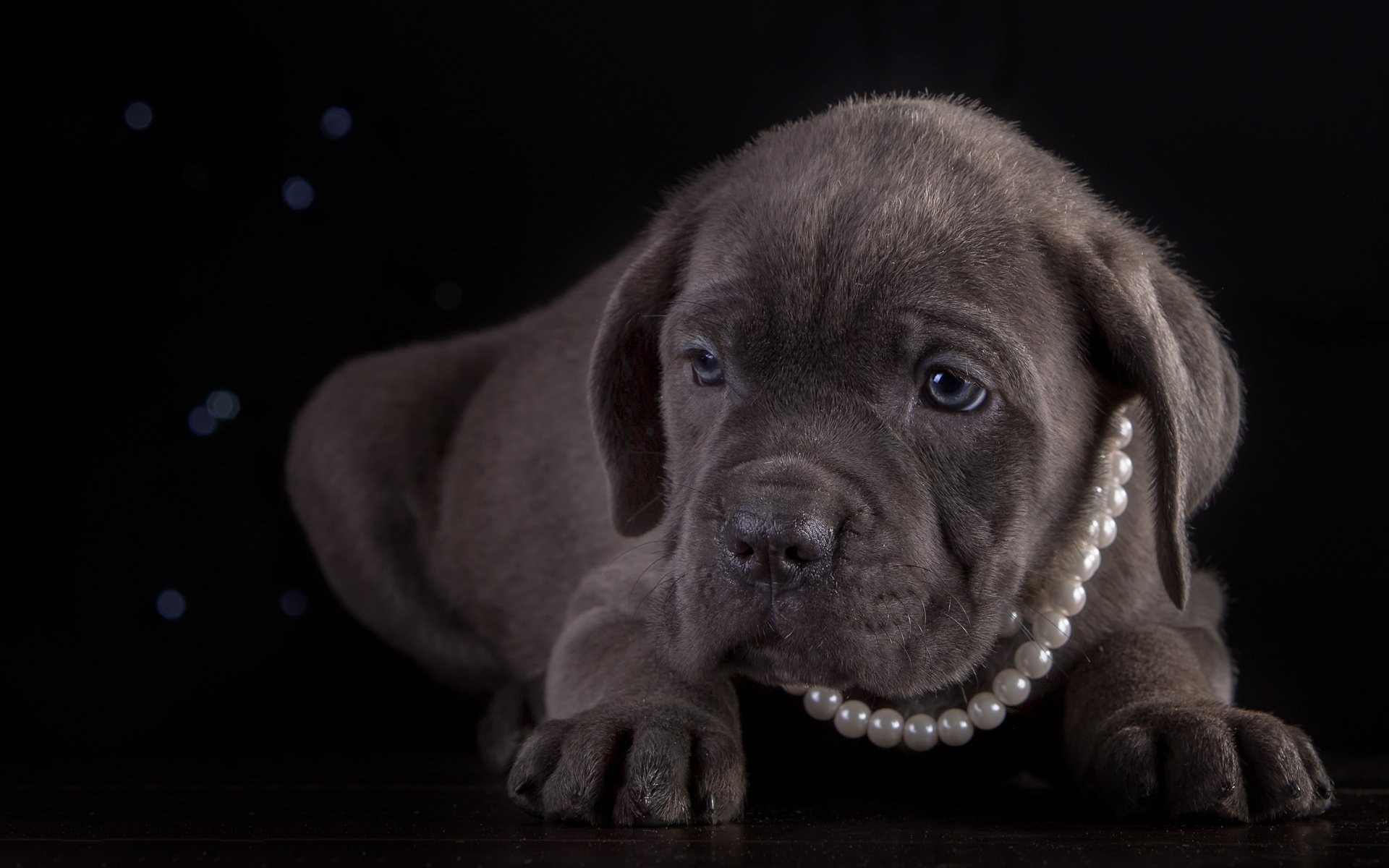 Обои щенок, порода, ожерелье, кане-корсо, puppy, breed, necklace, cane corso разрешение 3300x2060 Загрузить