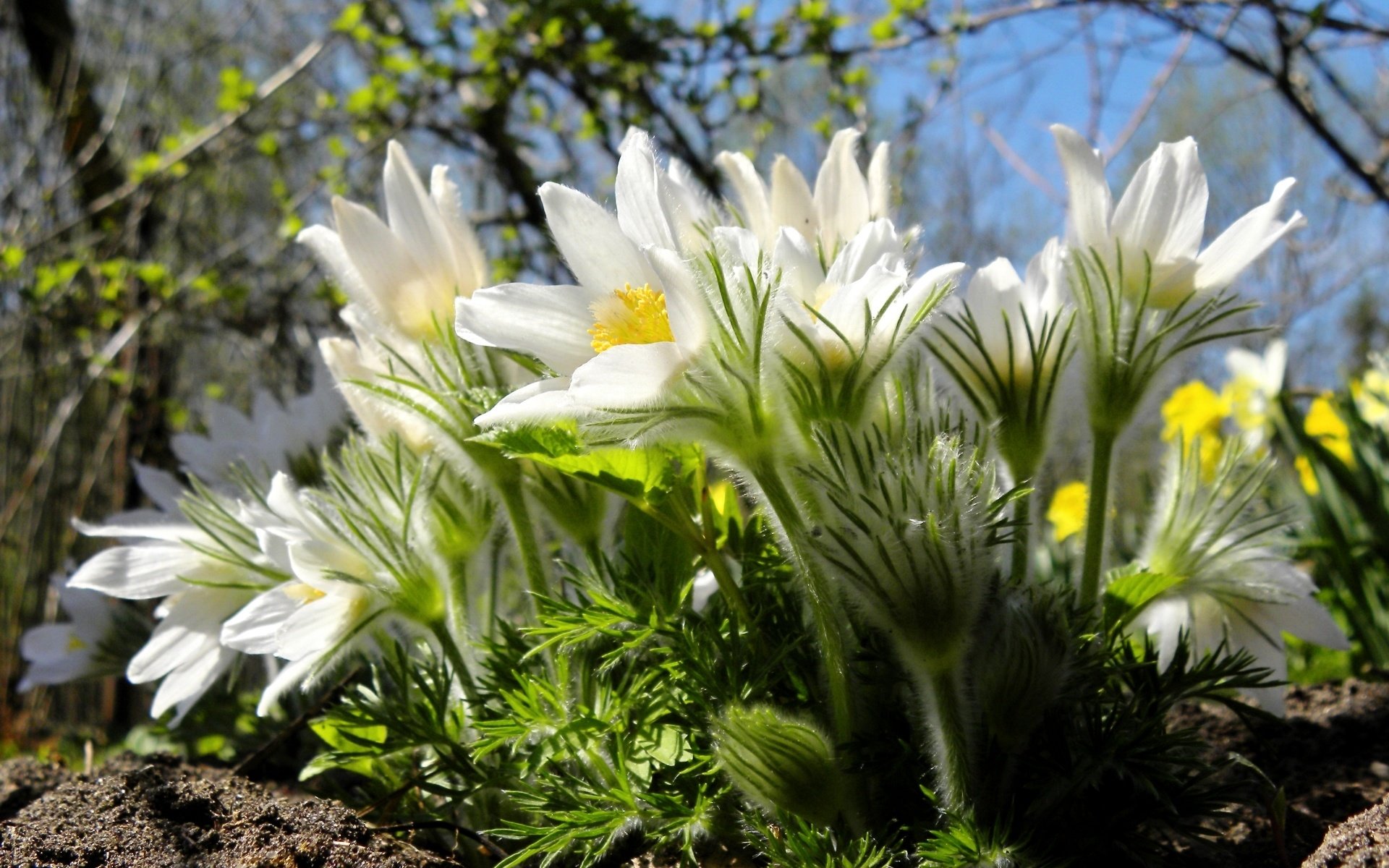 Обои макро, весна, анемон, сон-трава, macro, spring, anemone, sleep-grass разрешение 1920x1229 Загрузить